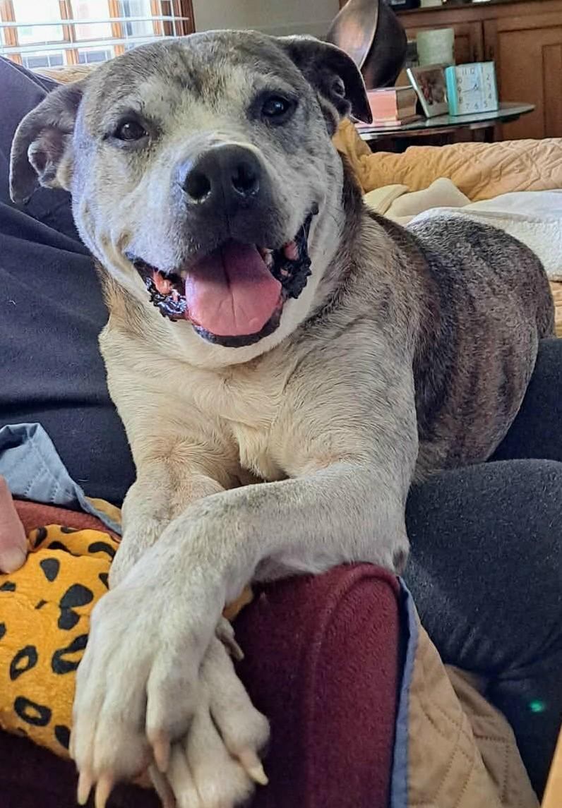 Enlarge Buddy, a ADOPTABLE mixed breed in Gardiner, NY image 1/5