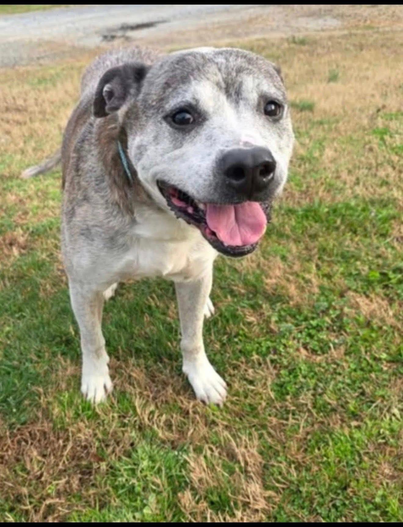Enlarge Buddy, a ADOPTABLE mixed breed in Gardiner, NY image 2/5