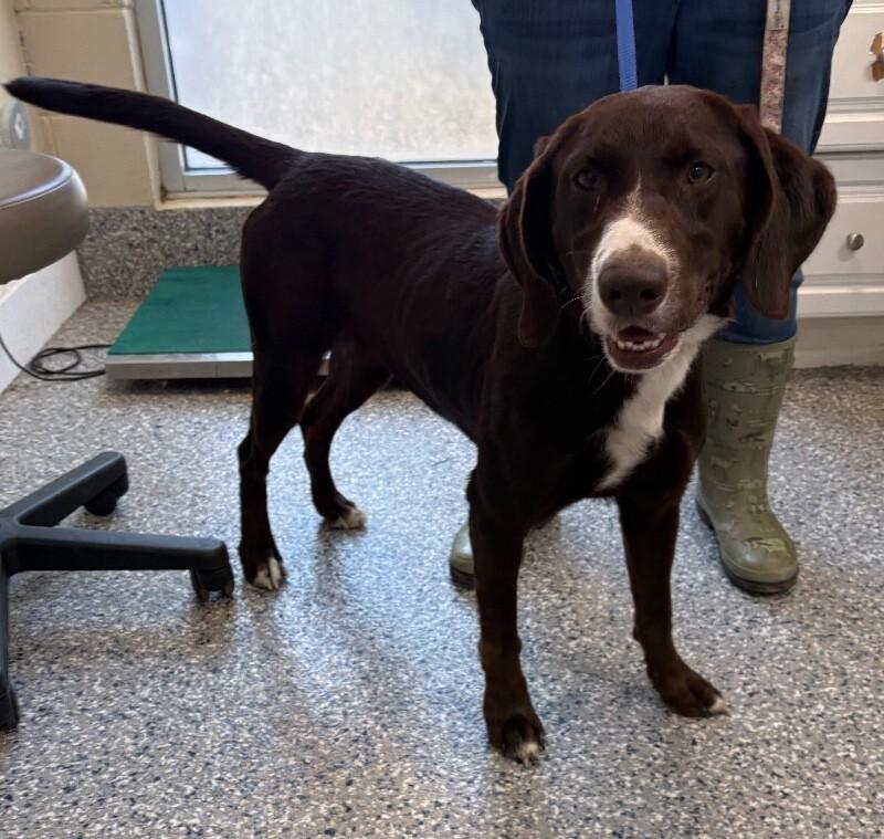 Riata, Adoptable, Adult Female Labrador Retriever.