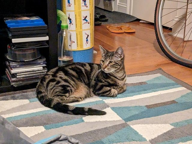 Enlarge Snapdragon, a Adopted Domestic Short Hair in New York, NY image 1/5