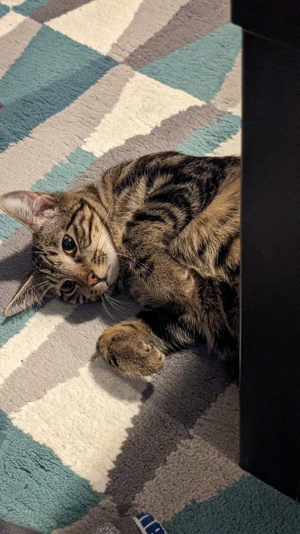 Enlarge Snapdragon, a Adopted Domestic Short Hair in New York, NY image 3/5