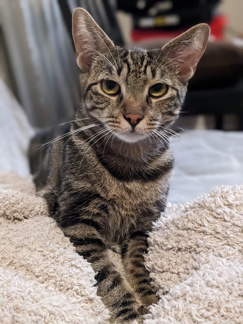 Enlarge Snapdragon, a Adopted Domestic Short Hair in New York, NY image 4/5