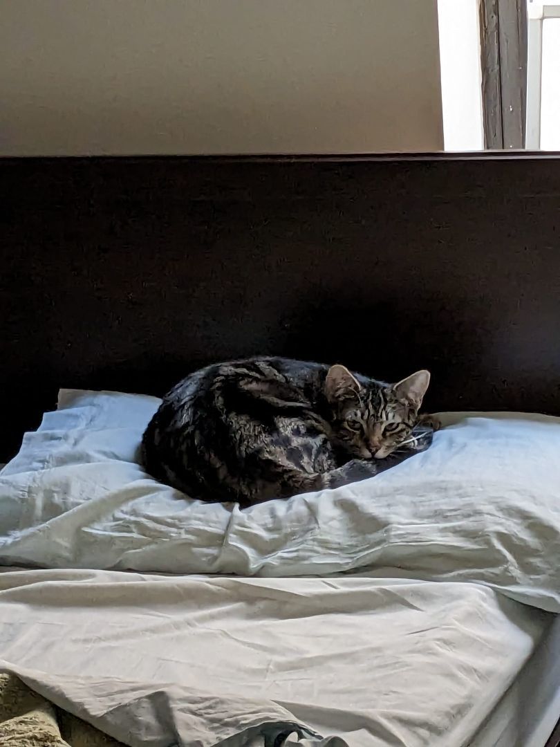 Enlarge Snapdragon, a Adopted Domestic Short Hair in New York, NY image 5/5