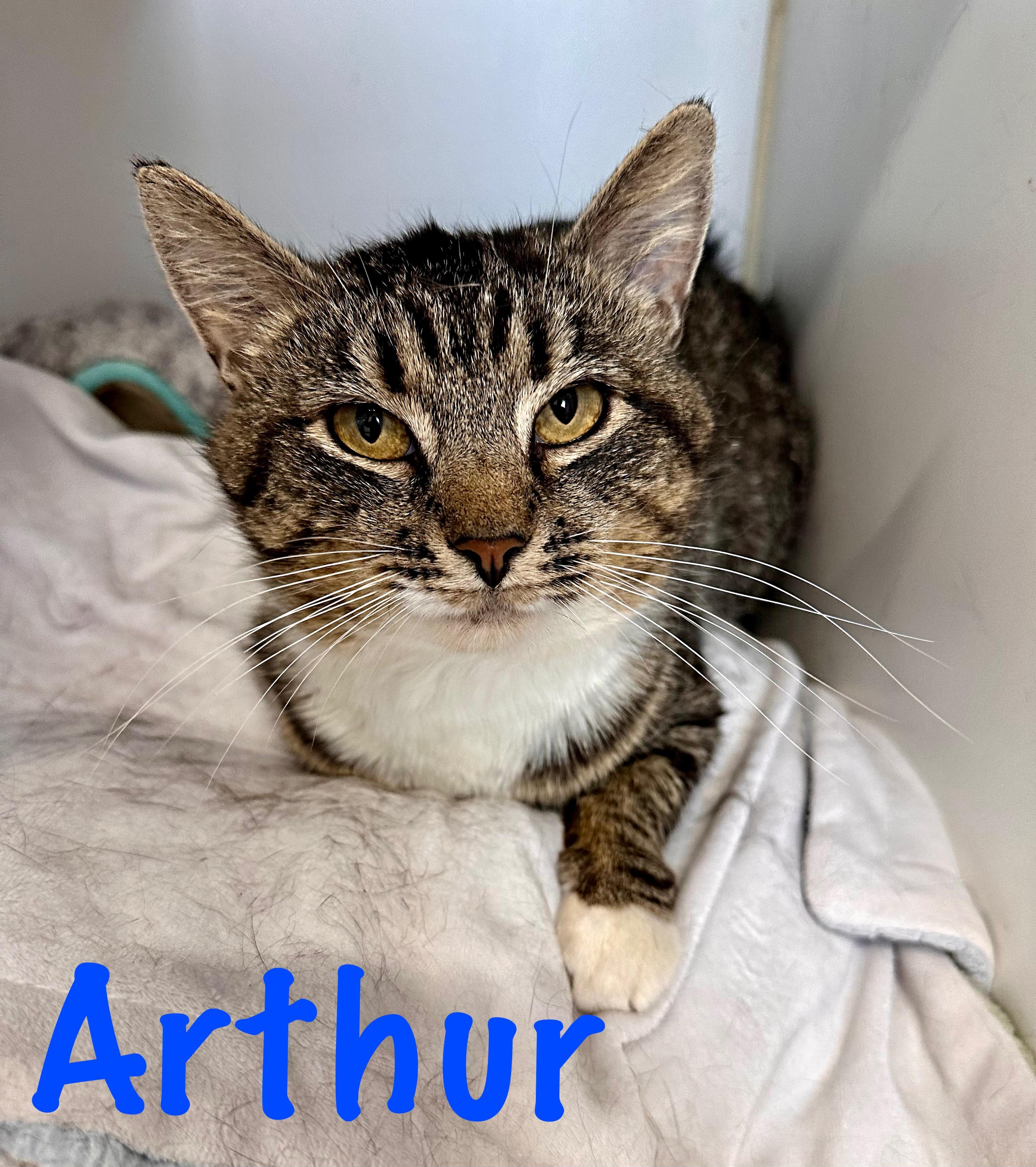 Enlarge Arthur, a Adoptable Domestic Short Hair in Prince Frederick, MD image 3/5