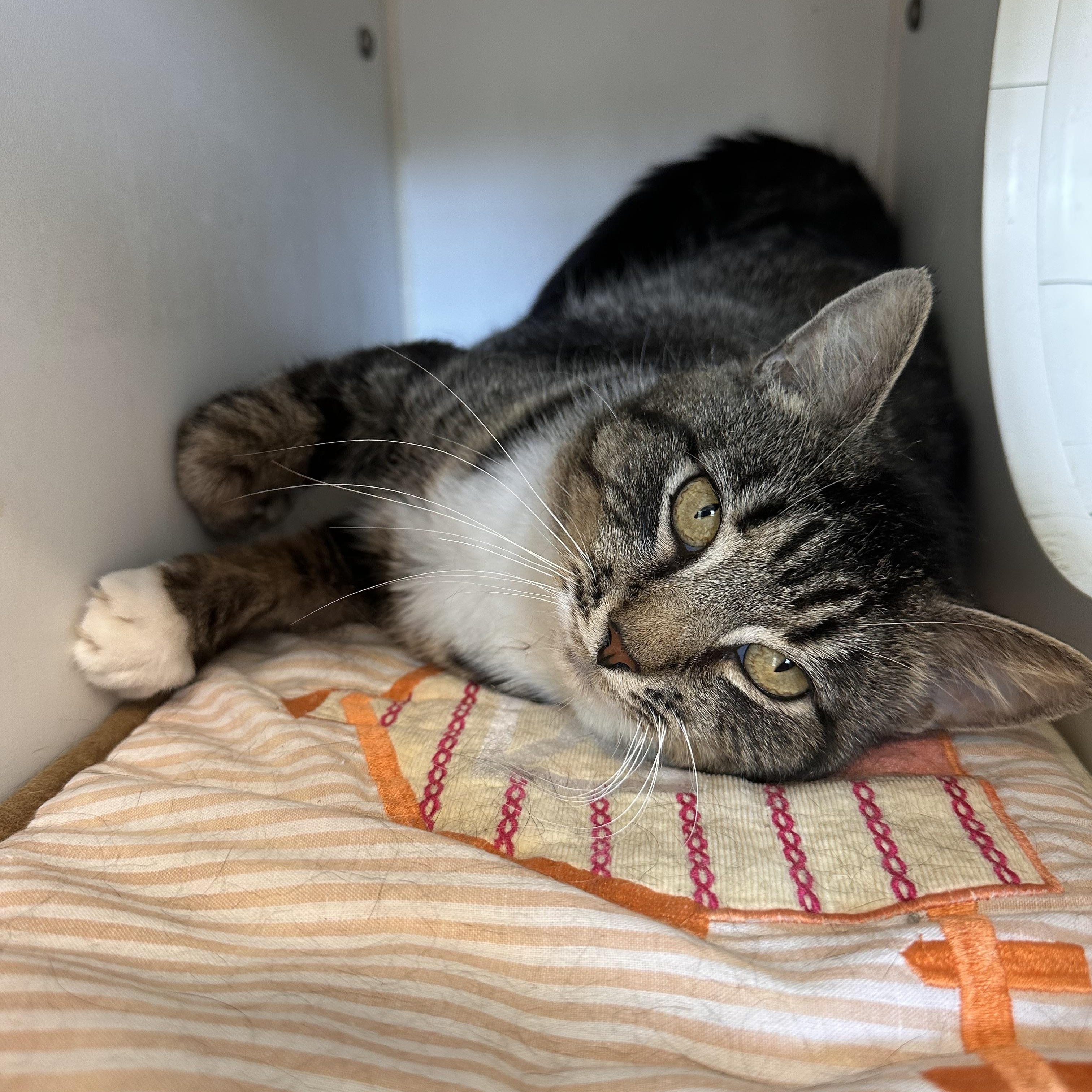 Enlarge Arthur, a Adoptable Domestic Short Hair in Prince Frederick, MD image 4/5