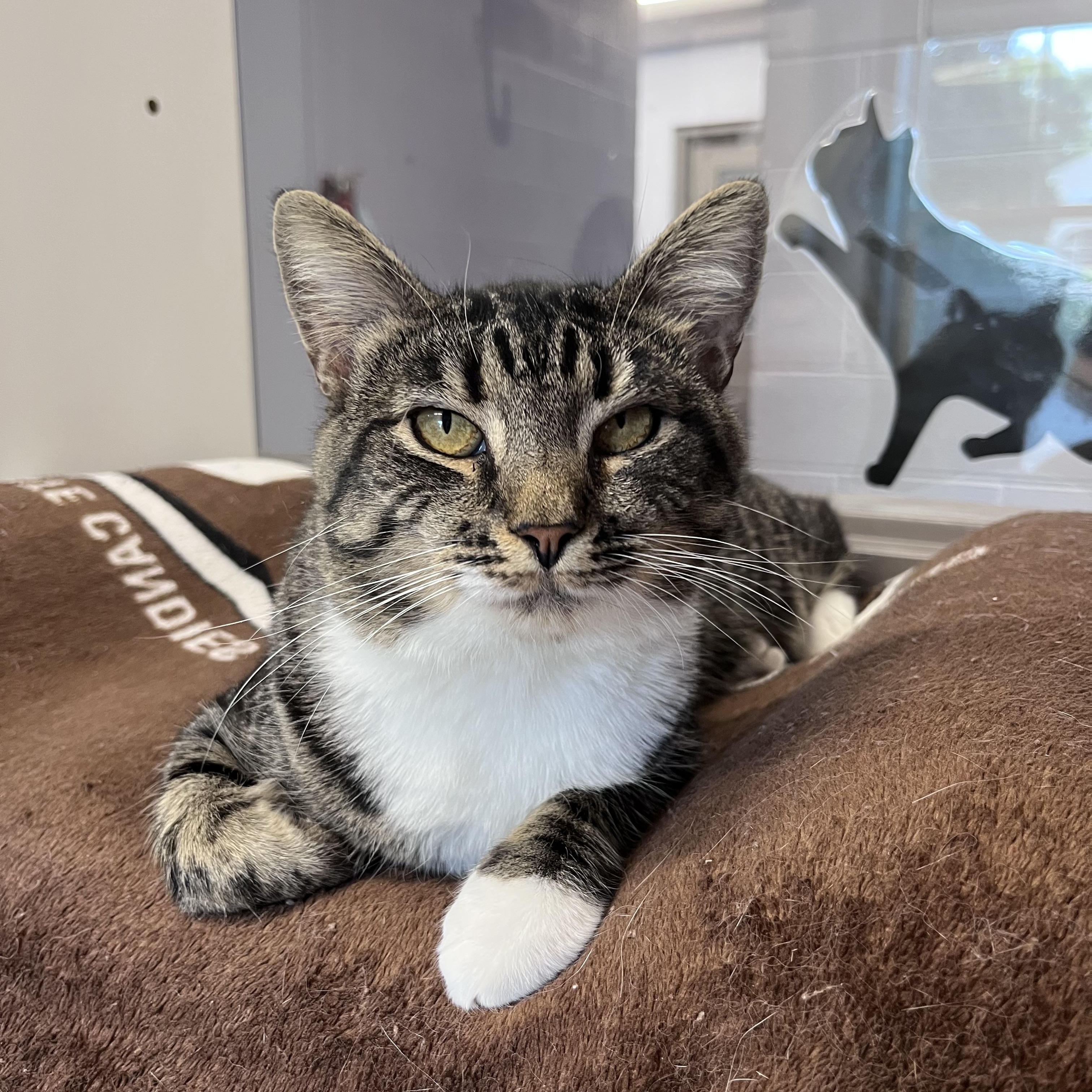 Enlarge Arthur, a Adoptable Domestic Short Hair in Prince Frederick, MD image 5/5