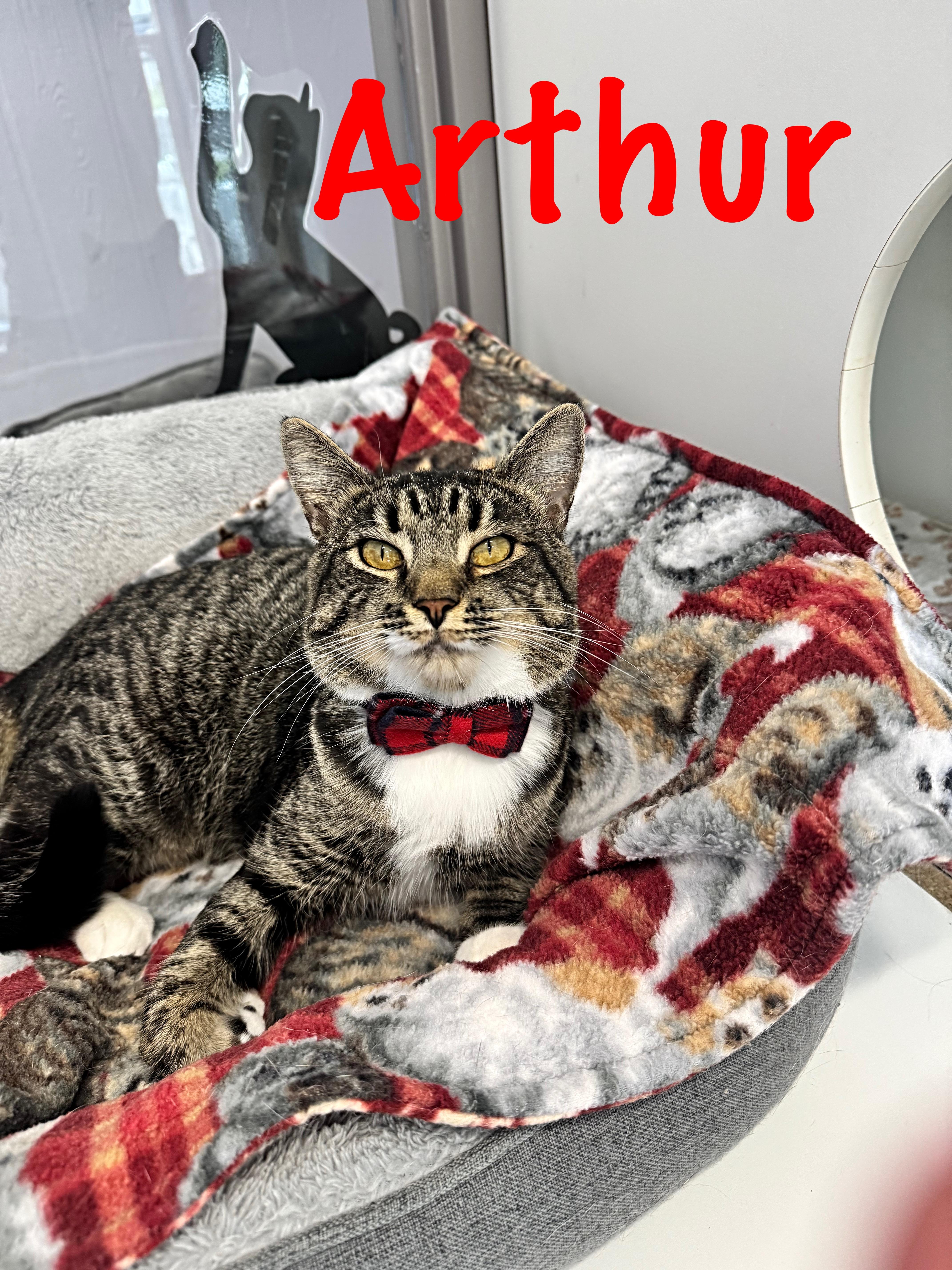Enlarge Arthur, a Adoptable Domestic Short Hair in Prince Frederick, MD image 1/5