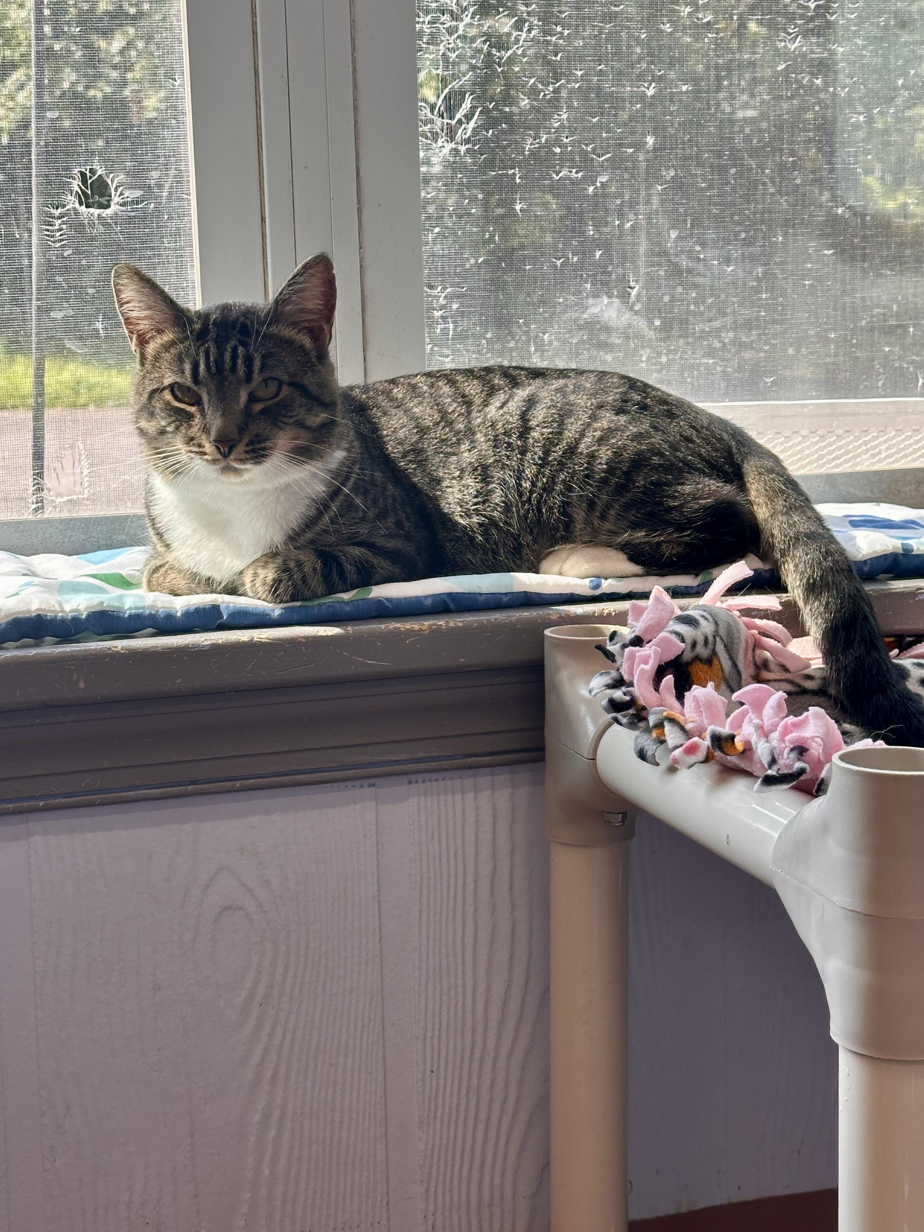 Enlarge Arthur, a Adoptable Domestic Short Hair in Prince Frederick, MD image 2/5