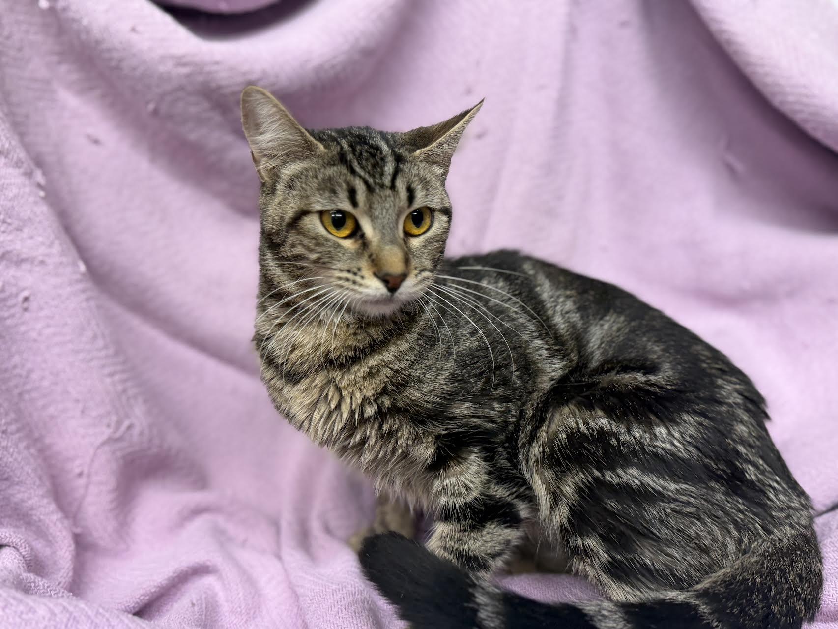 Holly, adopted, Adult Female Domestic Short Hair.
