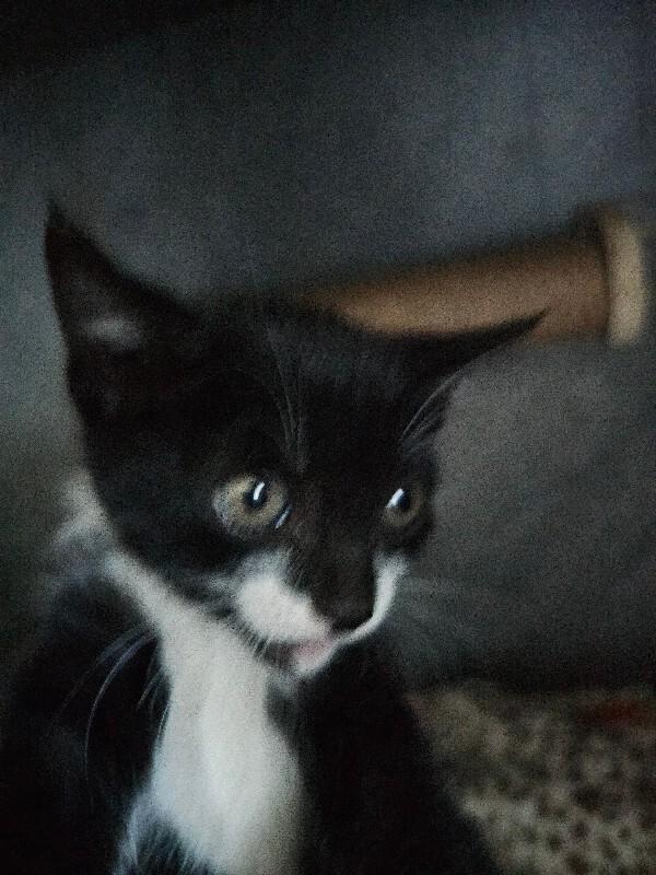 Jinx, Adoptable, Kitten Male Tuxedo.