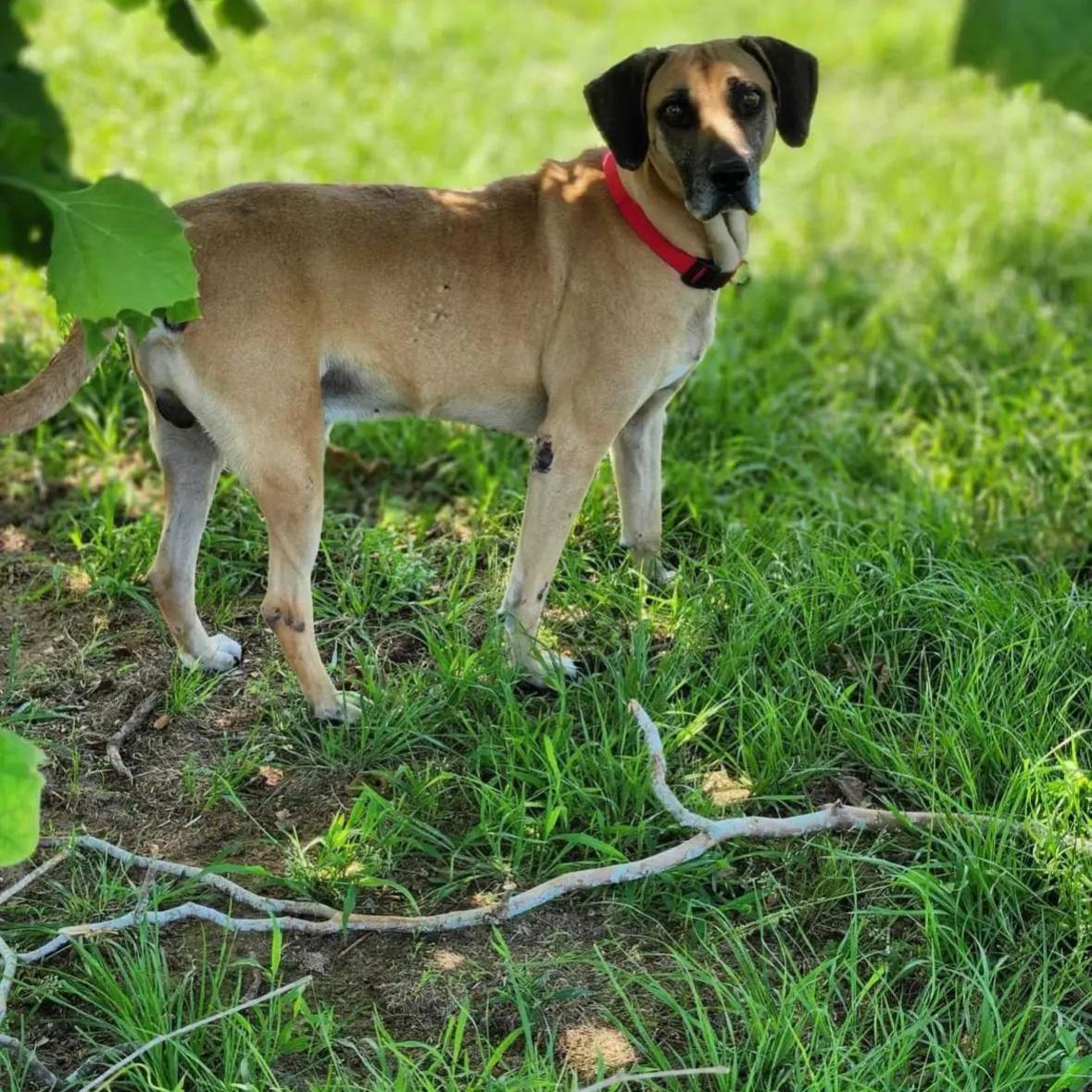 Hunter, an adoptable Rhodesian Ridgeback, Black Mouth Cur in Snohomish, WA, 98296 | Photo Image 6