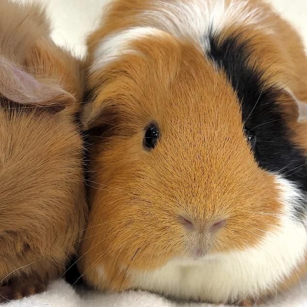 Enlarge Pumpkin, a Adoptable Guinea Pig in Michigan City, IN image 1/6