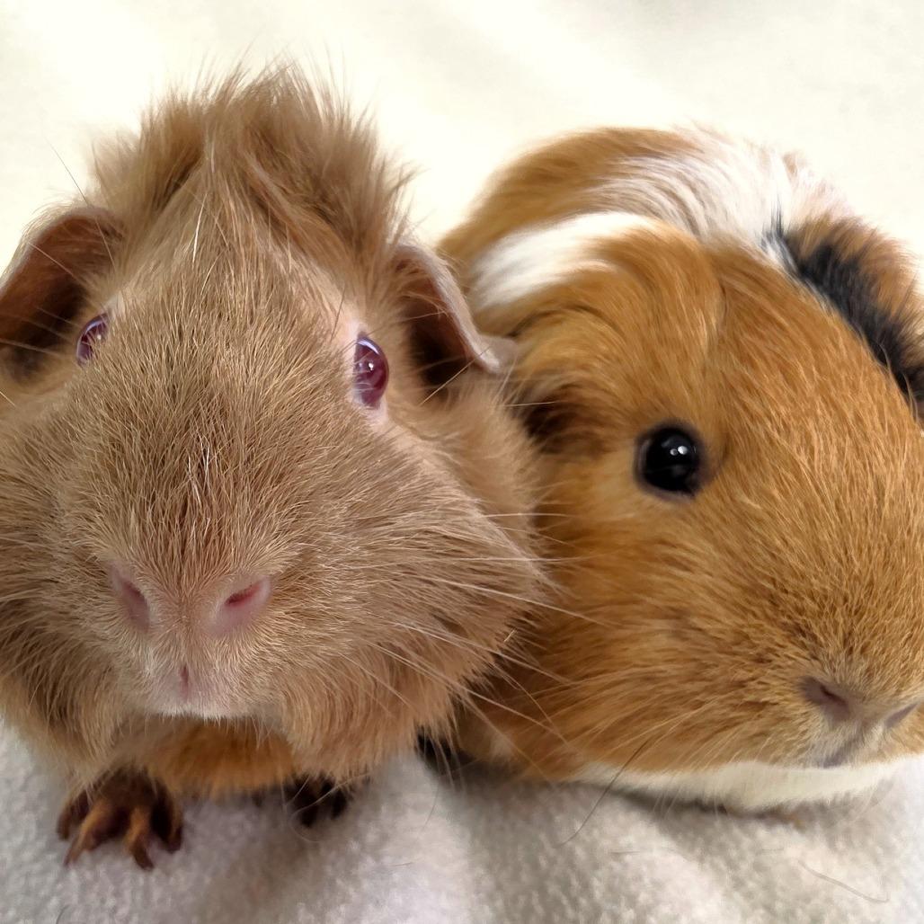 Enlarge Pumpkin, a Adoptable Guinea Pig in Michigan City, IN image 2/6