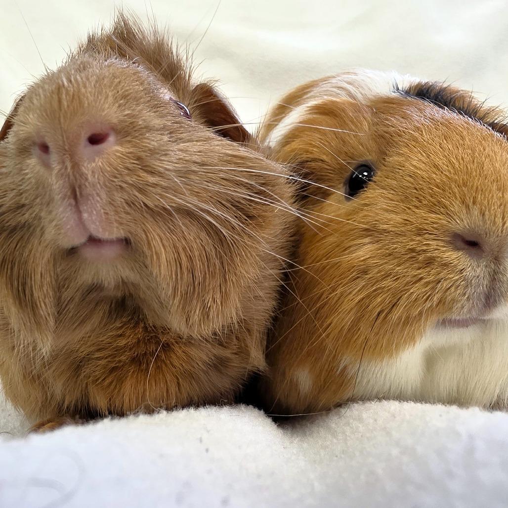 Enlarge Pumpkin, a Adoptable Guinea Pig in Michigan City, IN image 3/6