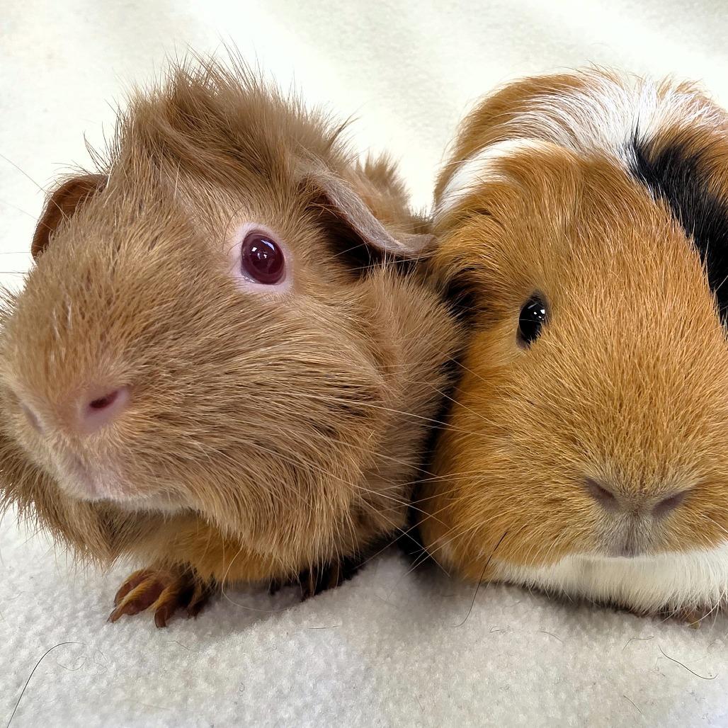 Enlarge Pumpkin, a Adoptable Guinea Pig in Michigan City, IN image 4/6