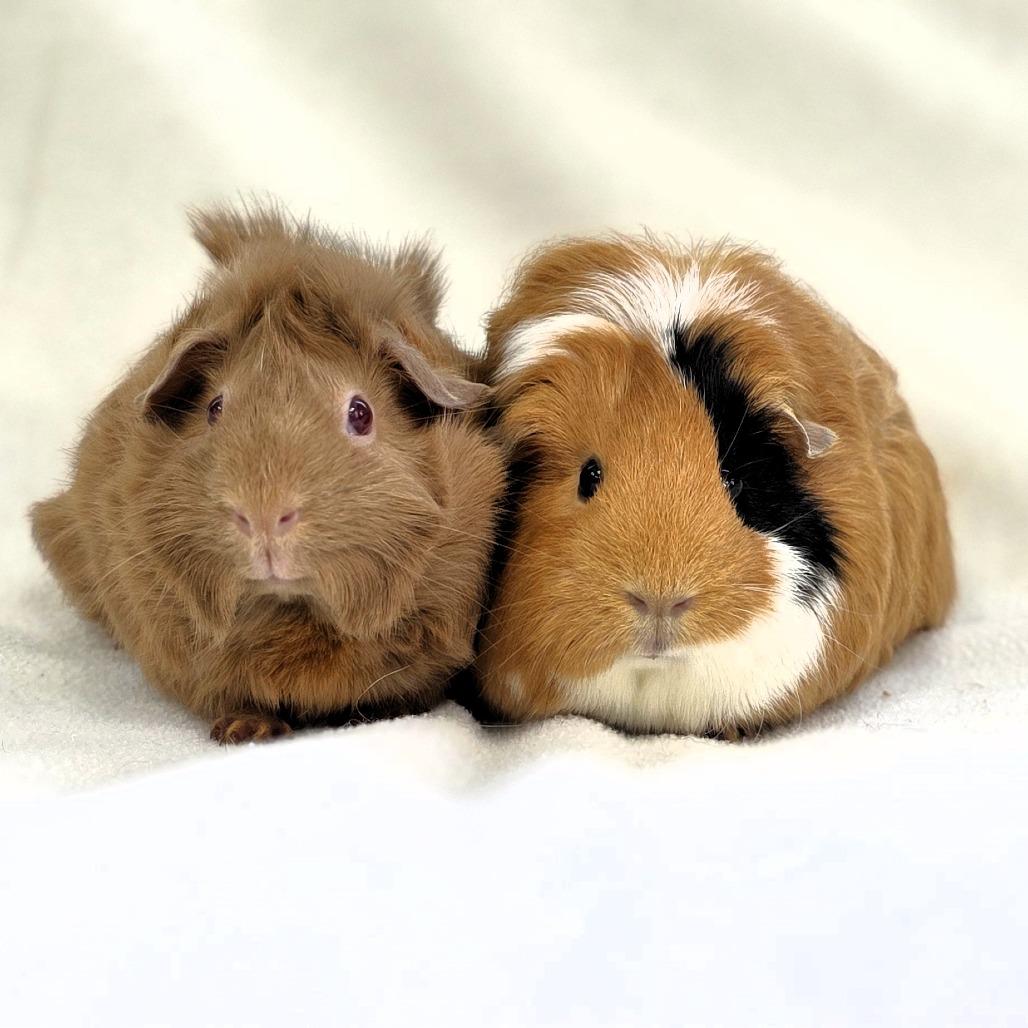 Enlarge Pumpkin, a Adoptable Guinea Pig in Michigan City, IN image 5/6