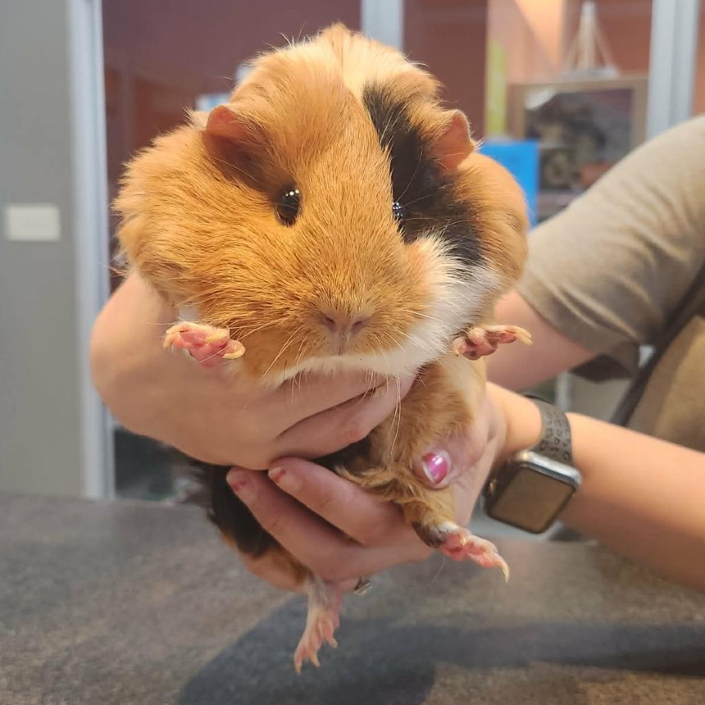 Enlarge Pumpkin, a Adoptable Guinea Pig in Michigan City, IN image 6/6