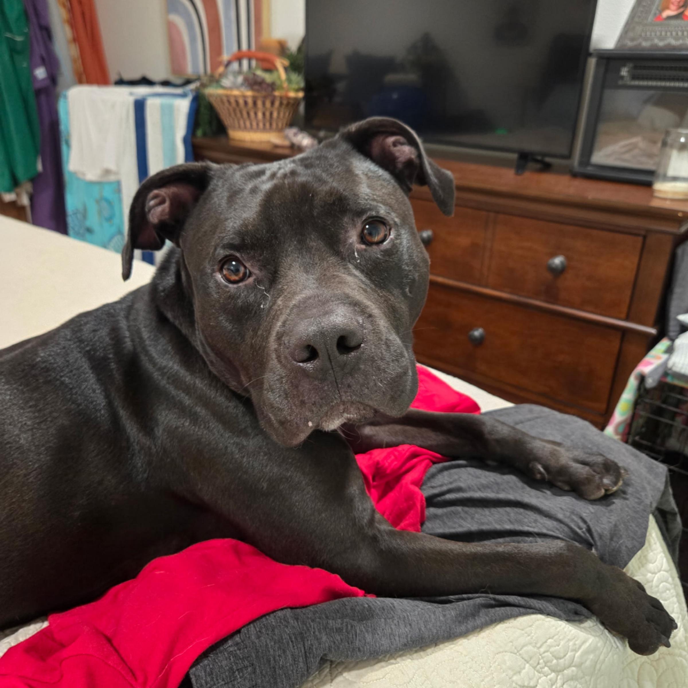 Enlarge Bubba, a Adopted mixed breed in Kingwood, TX image 2/5