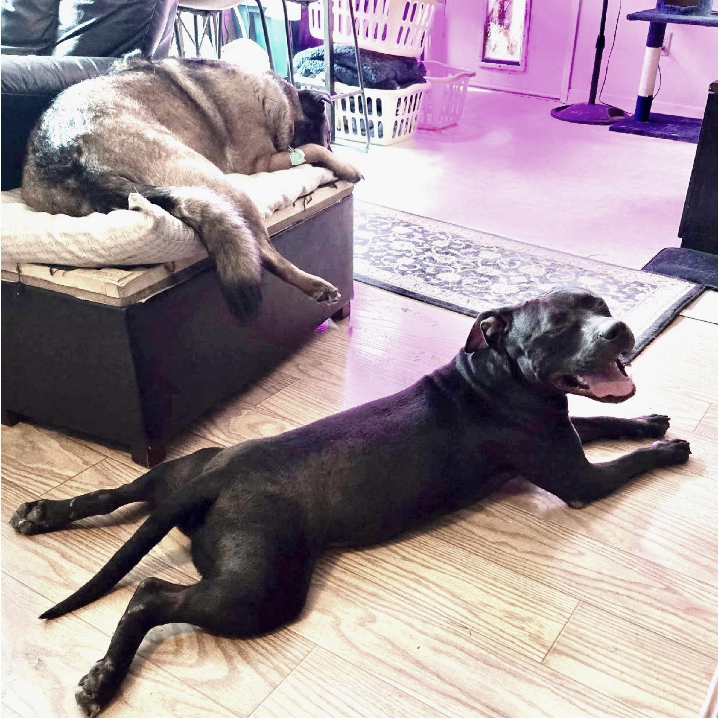 Enlarge Bubba, a Adopted mixed breed in Kingwood, TX image 3/5