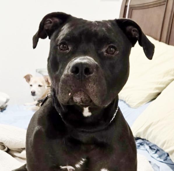 Enlarge Bubba, a Adopted mixed breed in Kingwood, TX image 4/5