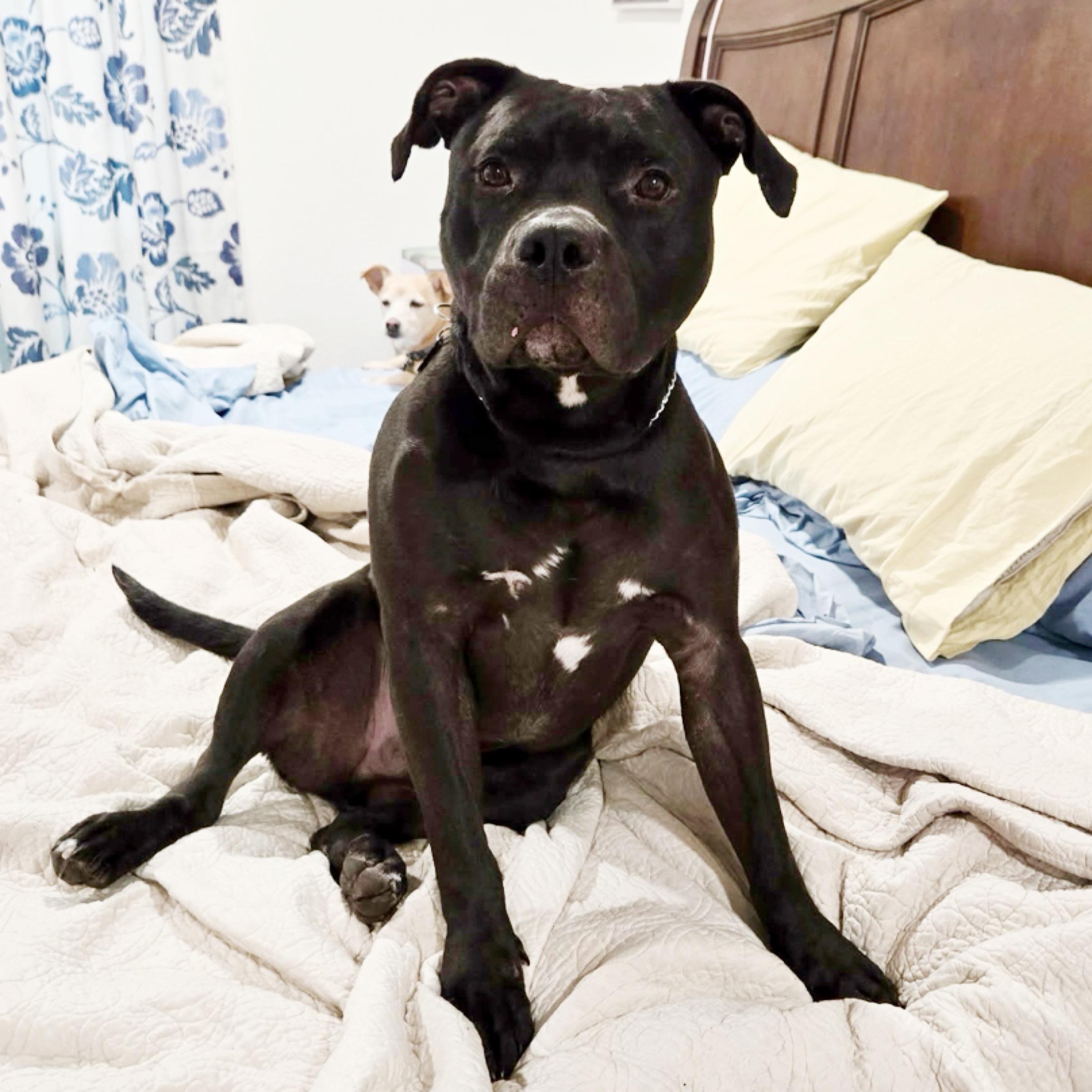 Bubba, Adopted, Adult Male American Staffordshire Terrier.