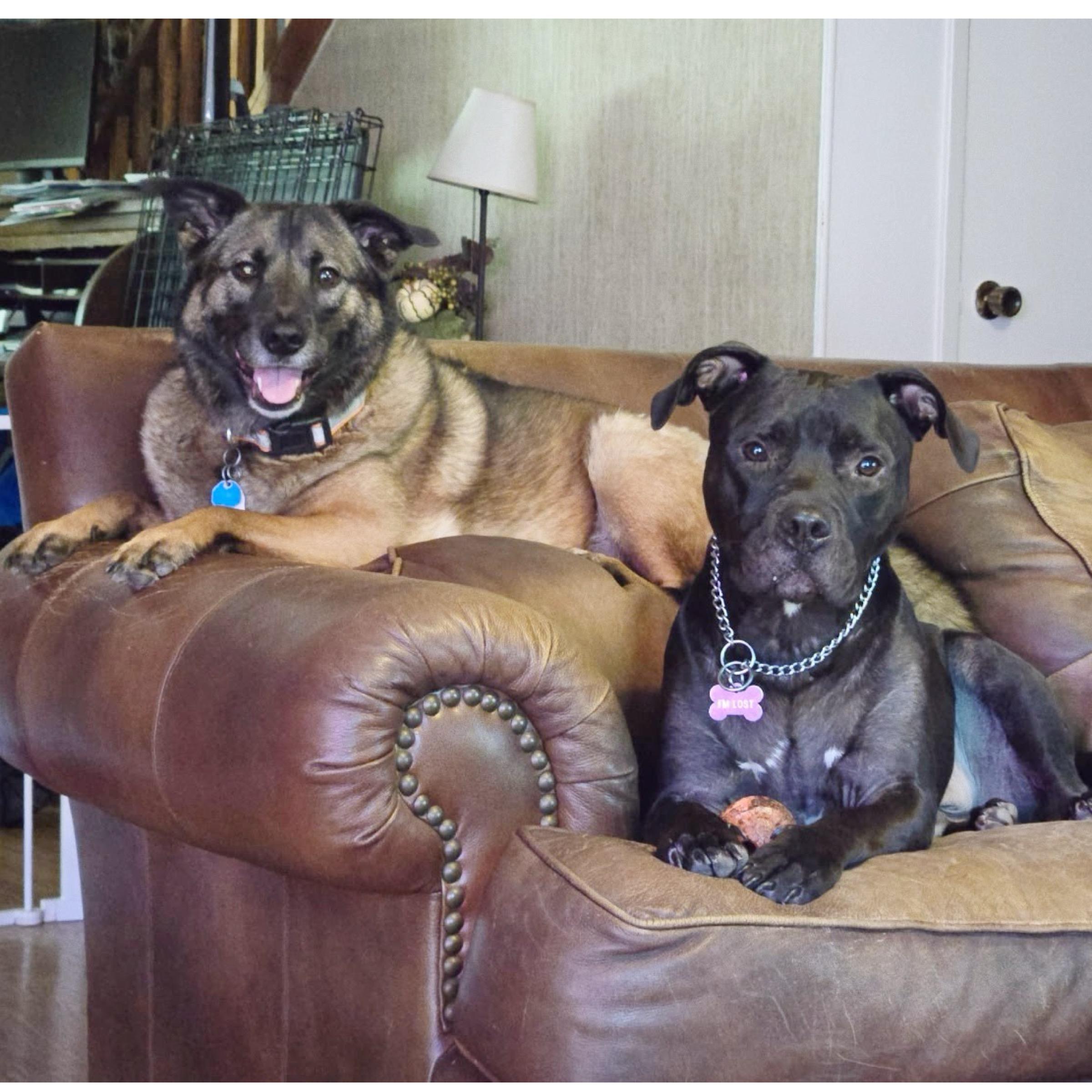 Enlarge Bubba, a Adopted mixed breed in Kingwood, TX image 5/5