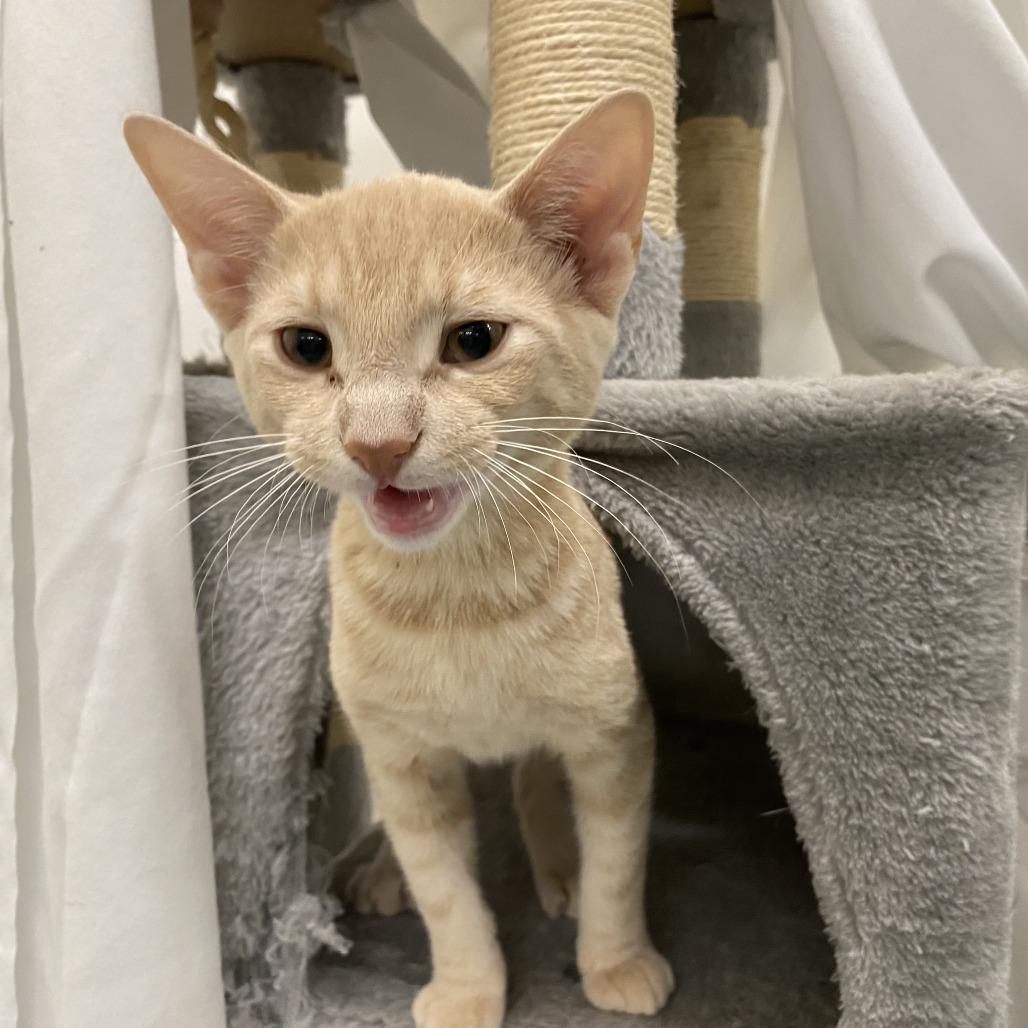 Dorrito, Adoptable, Kitten Male Domestic Short Hair.