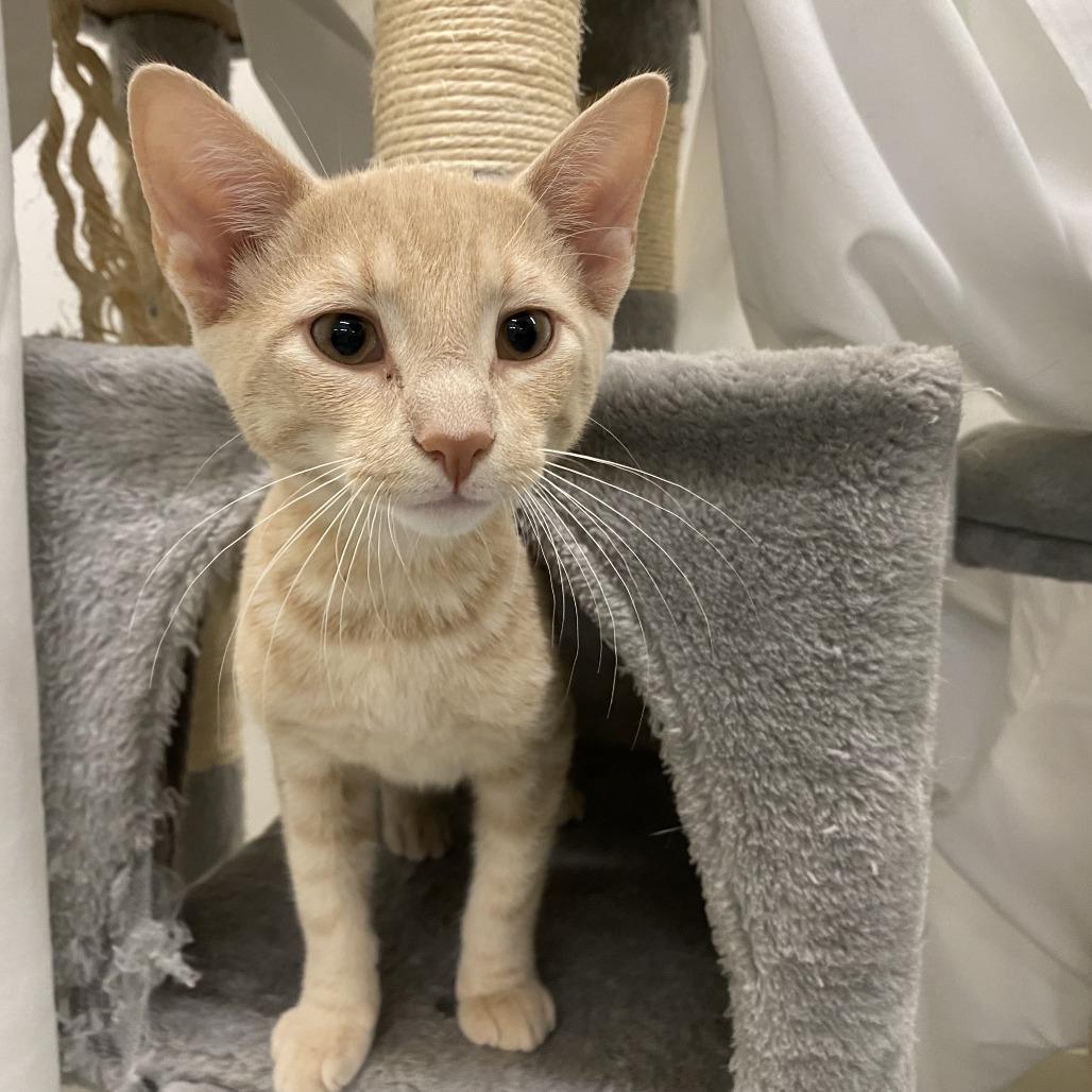 Enlarge Dorrito, a Adoptable Domestic Short Hair in Bedford, NH image 3/3
