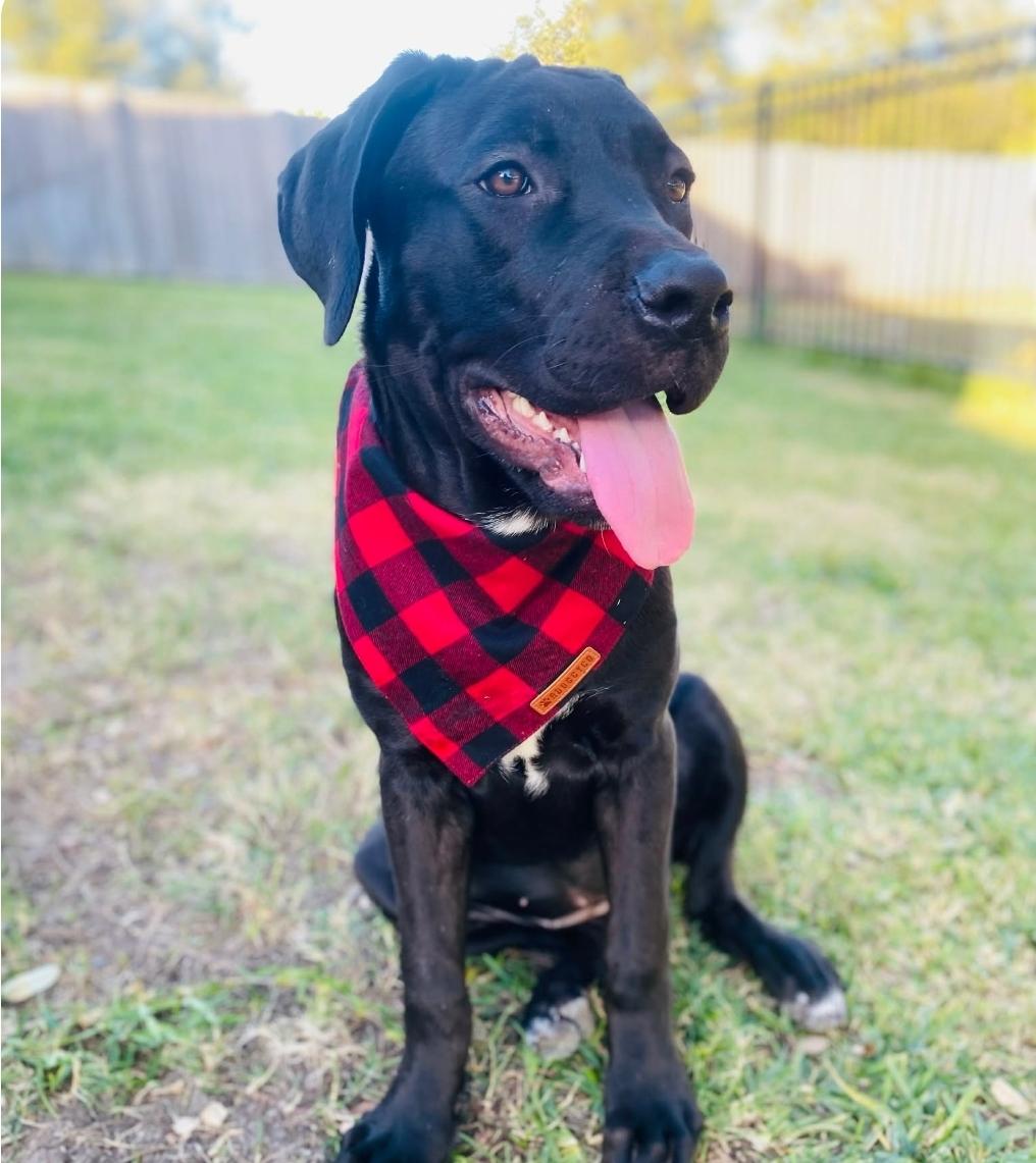 Hanna, a Adoptable mixed breed in McHenry, IL image 1/5