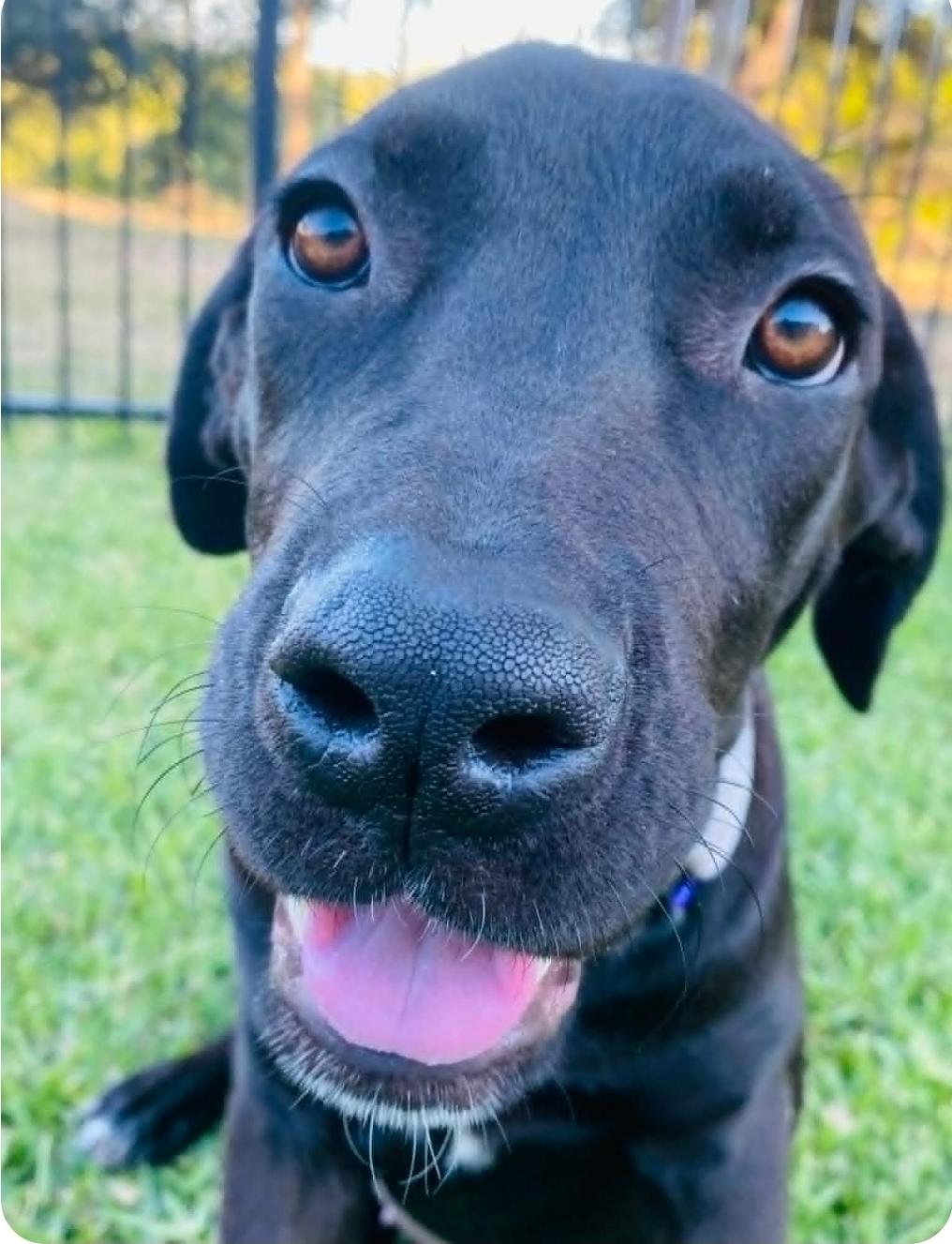 Hanna, a Adoptable mixed breed in McHenry, IL image 3/5