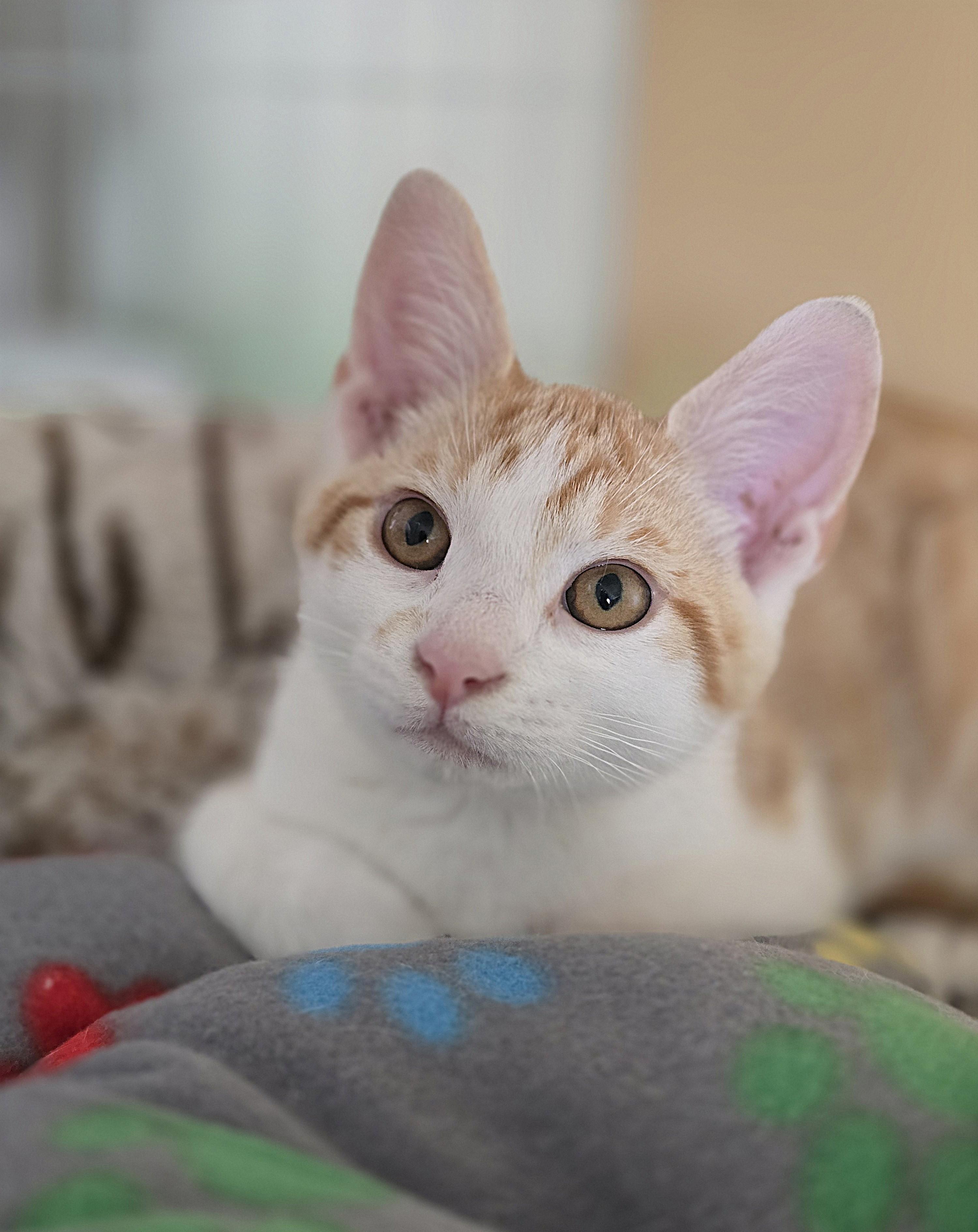 Noodle, adopted, Kitten Male Domestic Short Hair.