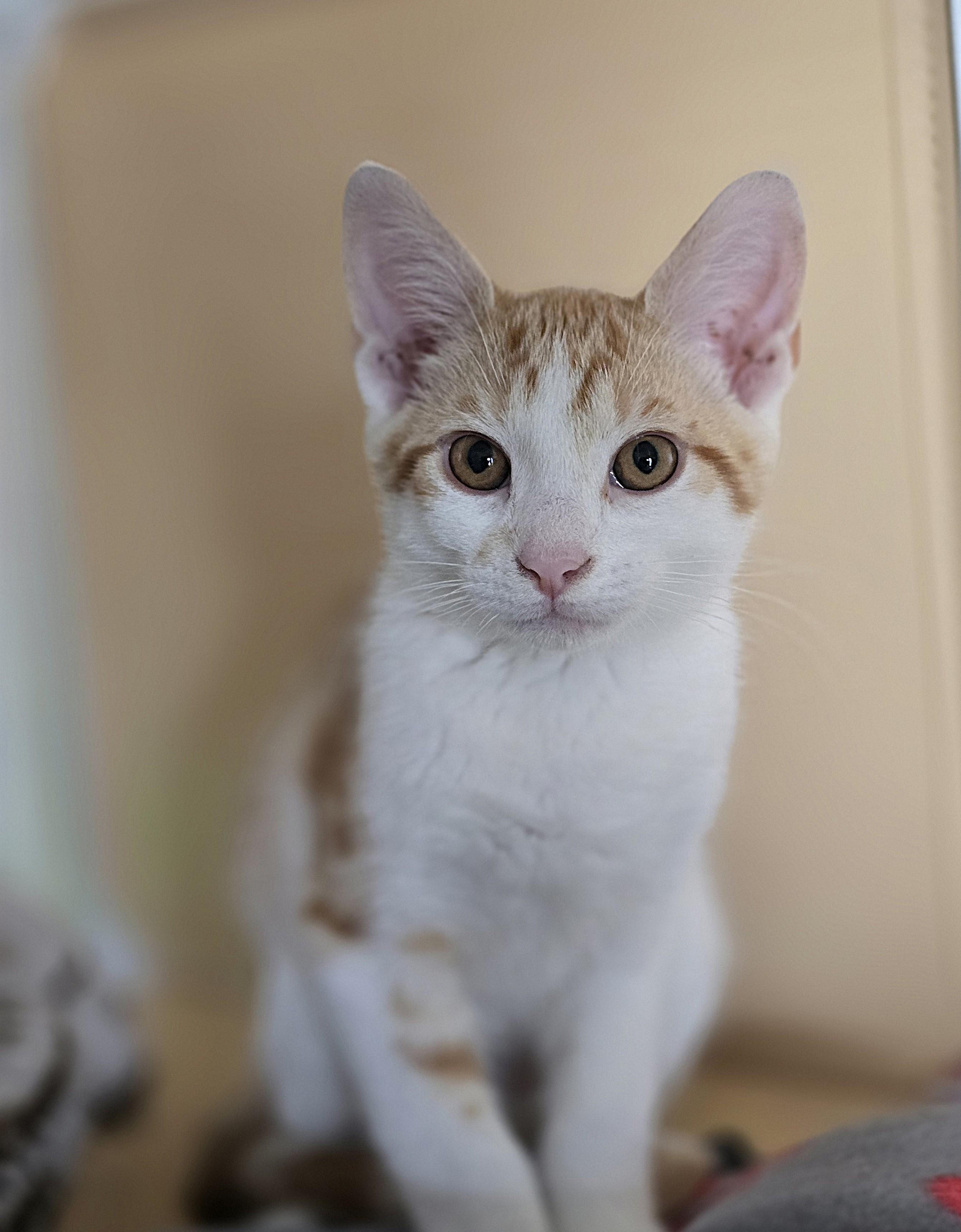 Noodle, an adopted Domestic Short Hair in Wilmington, NC image 3/3