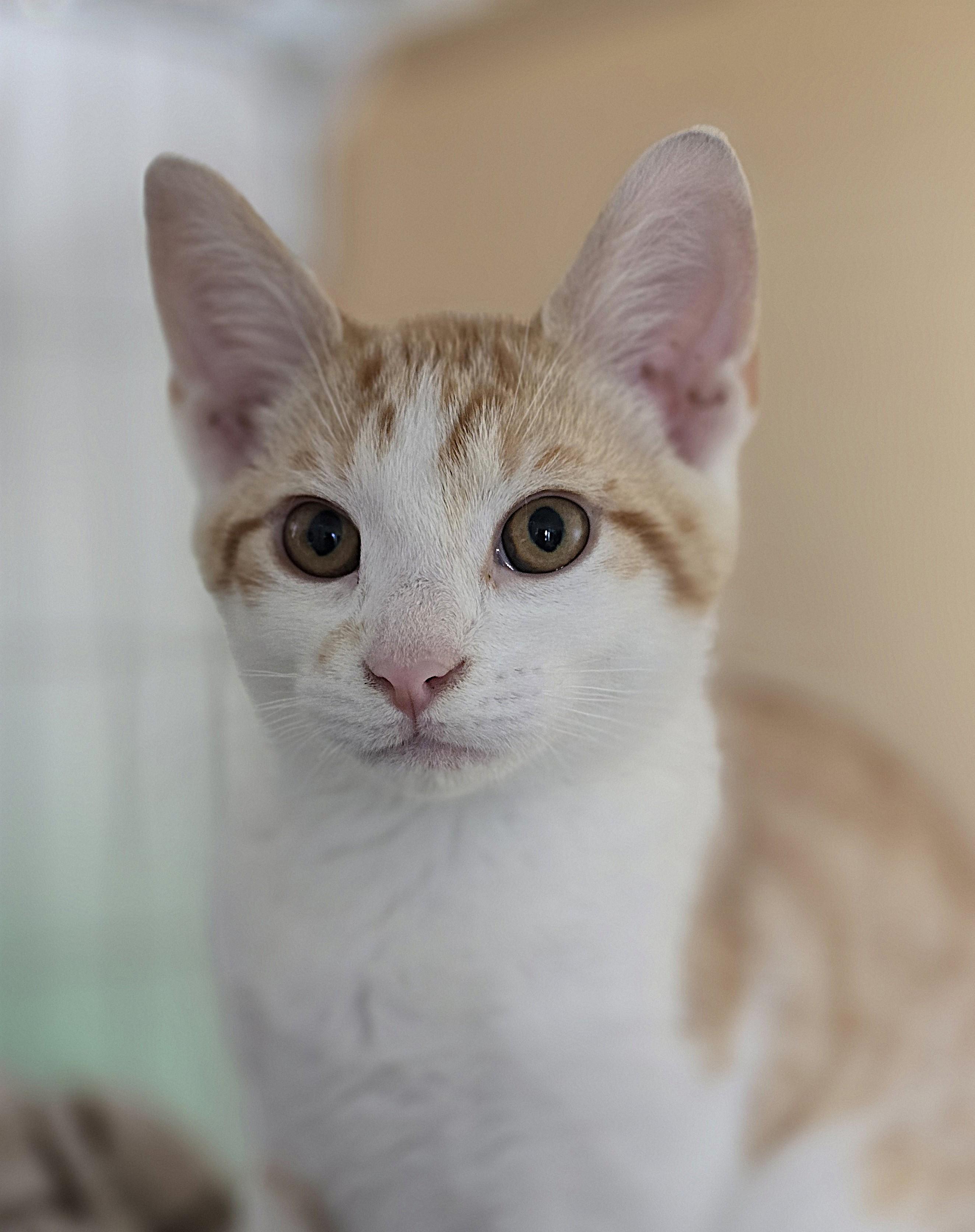 Noodle, an adopted Domestic Short Hair in Wilmington, NC image 2/3
