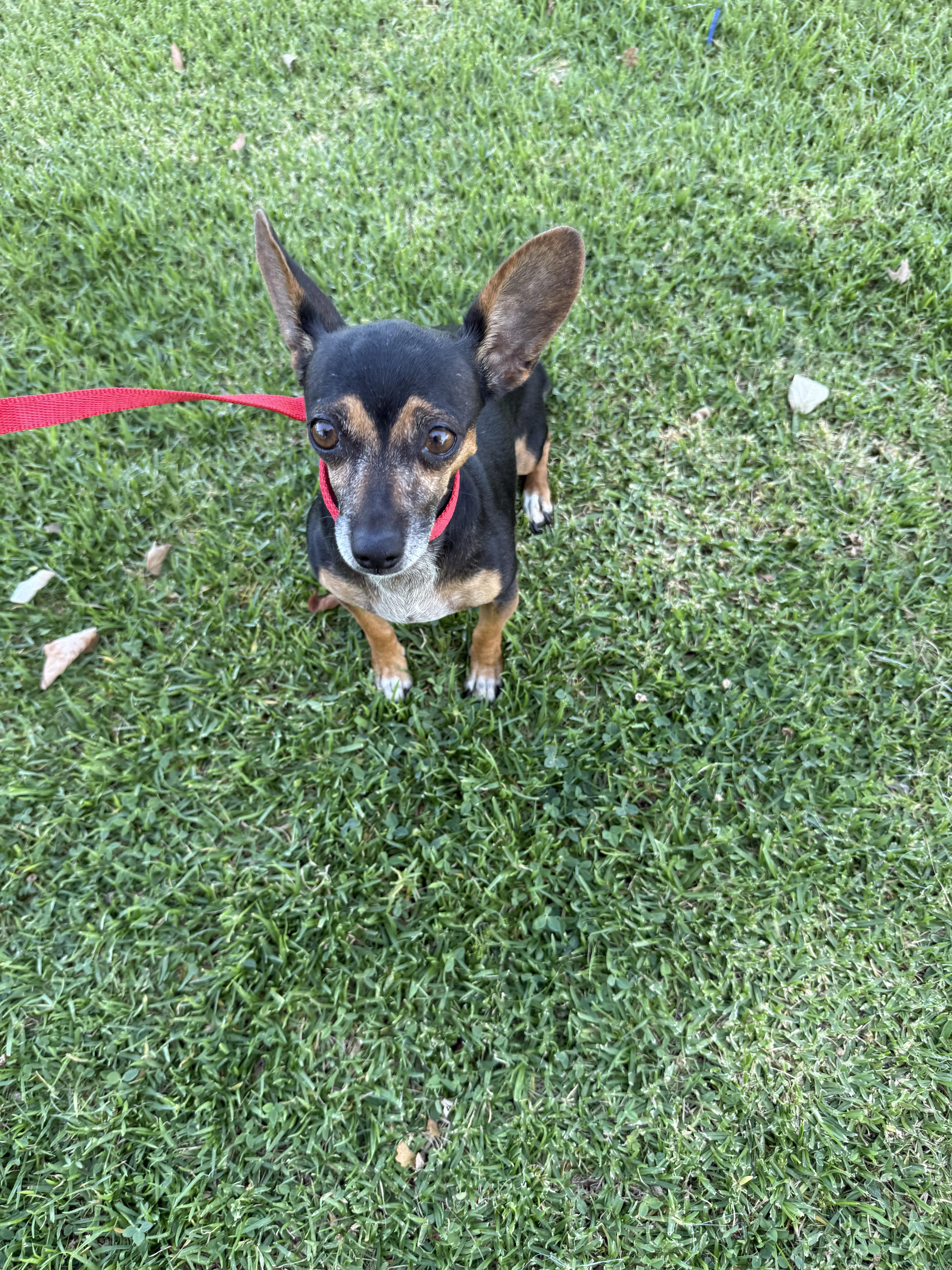 Sherry, a Adoptable mixed breed in Chula Vista, CA image 1/6