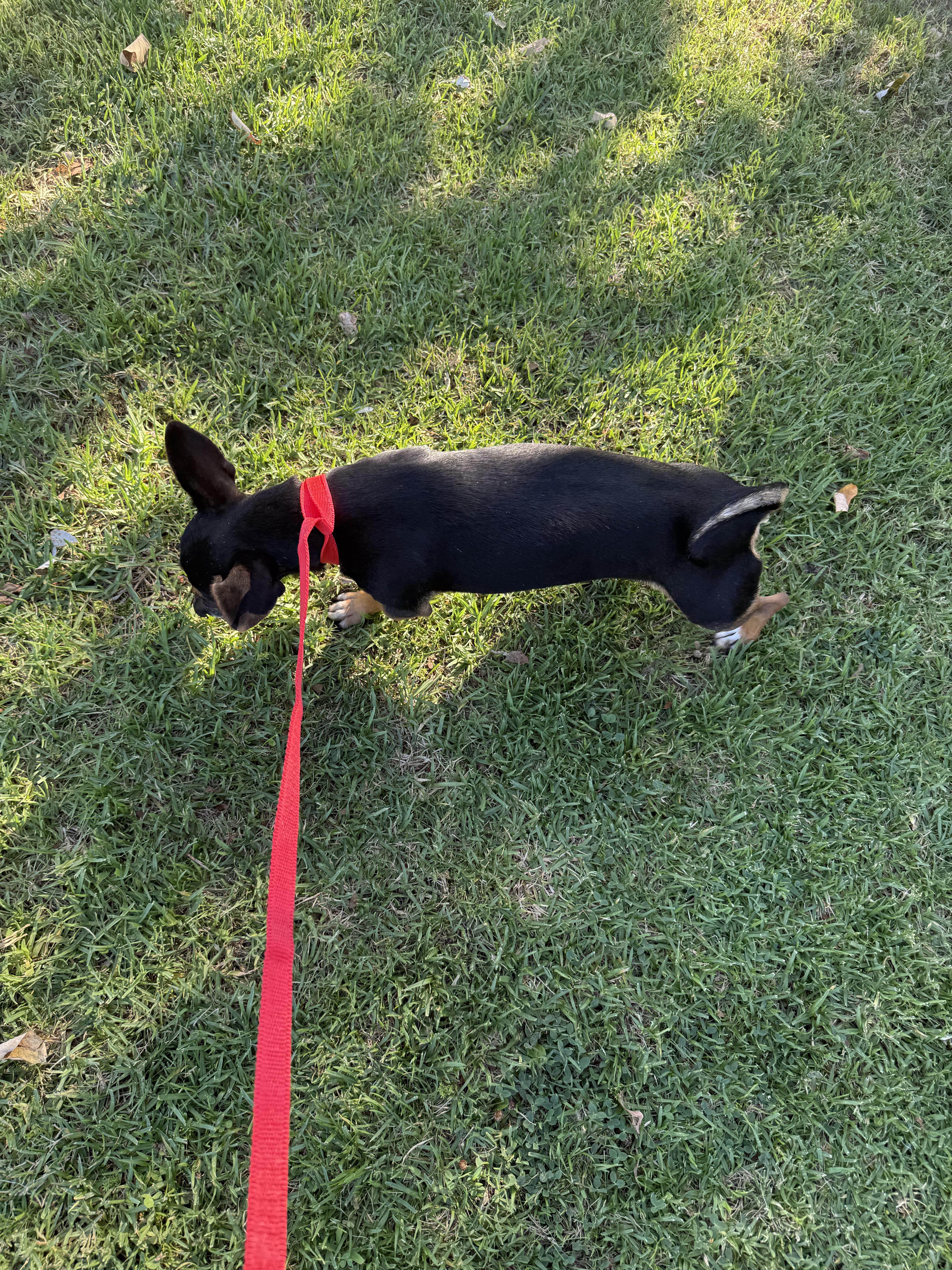 Sherry, a Adoptable mixed breed in Chula Vista, CA image 2/6