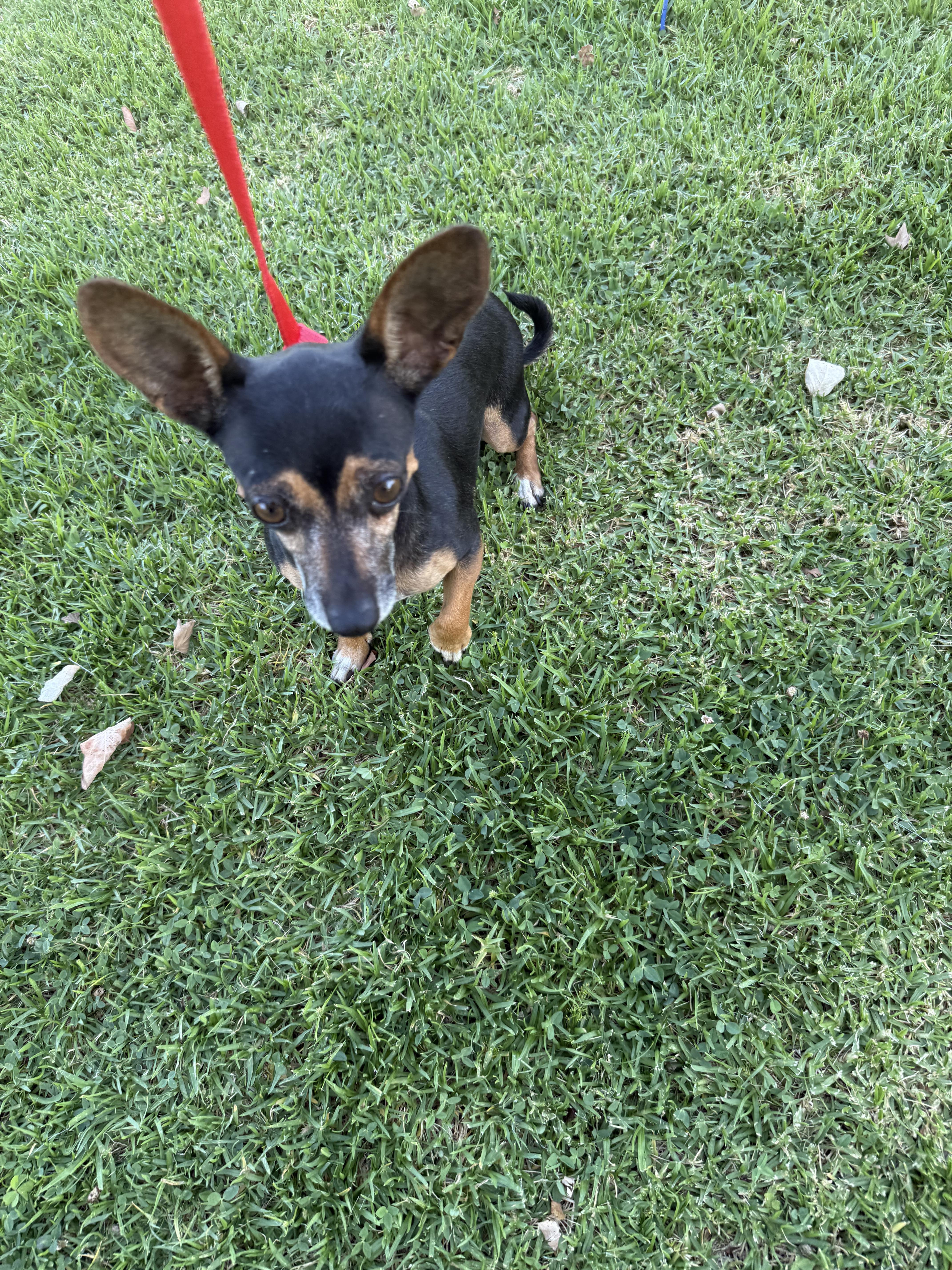 Sherry, a Adoptable mixed breed in Chula Vista, CA image 3/6