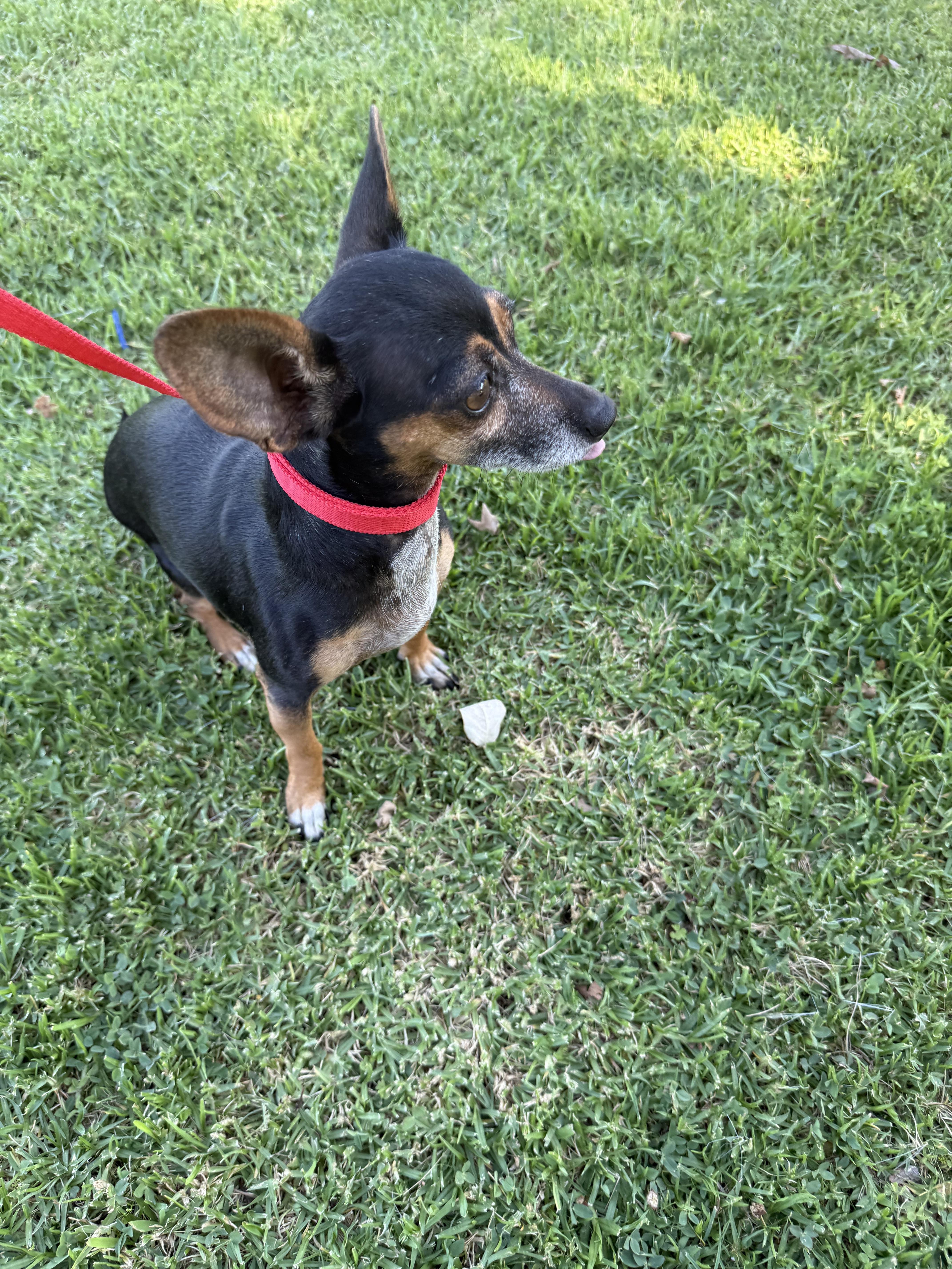 Sherry, a Adoptable mixed breed in Chula Vista, CA image 4/6