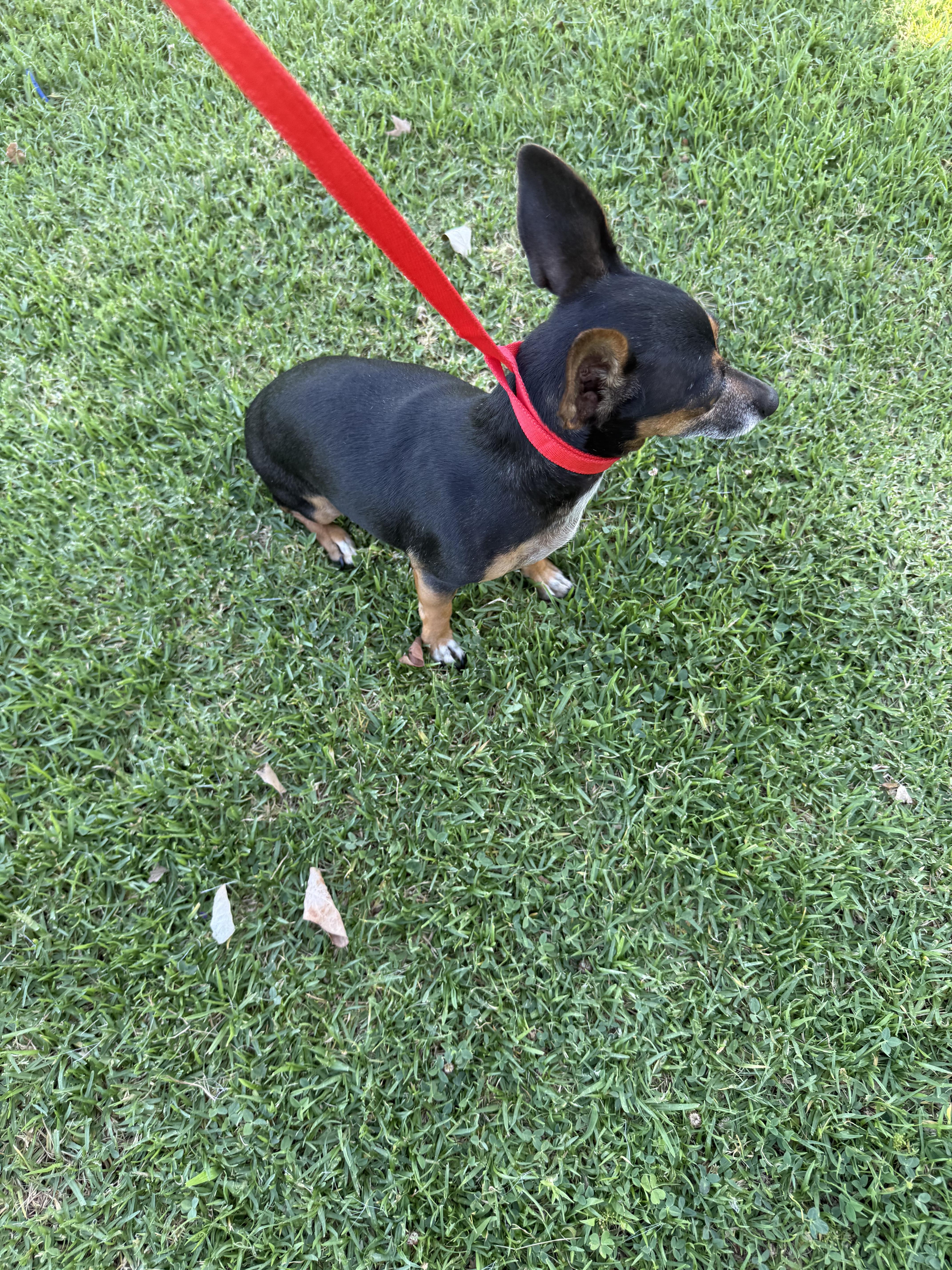 Sherry, a Adoptable mixed breed in Chula Vista, CA image 5/6