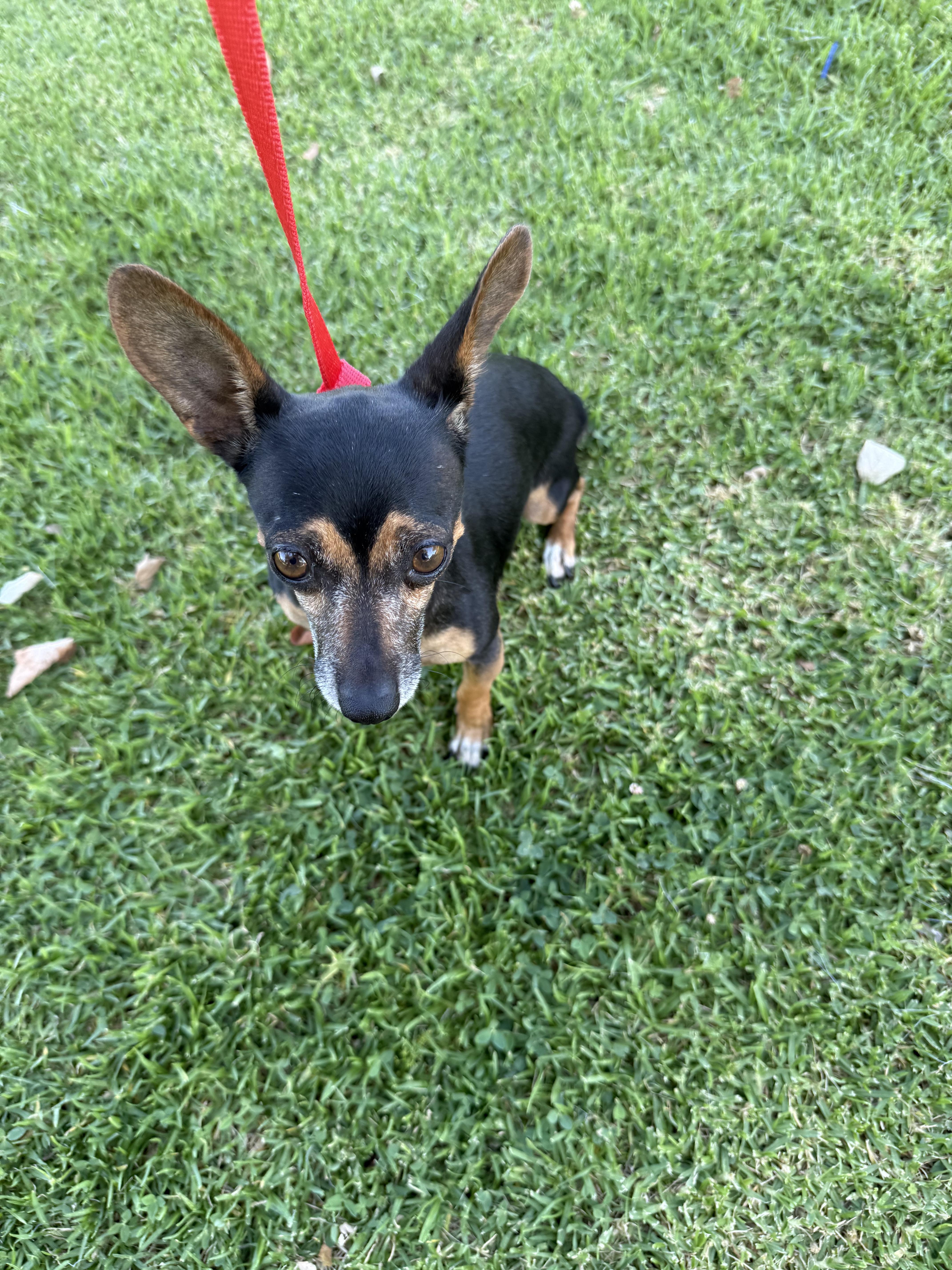 Sherry, a Adoptable mixed breed in Chula Vista, CA image 6/6