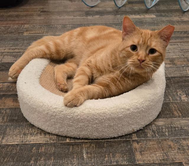 Water Skis, Adoptable, Adult Male Domestic Short Hair.