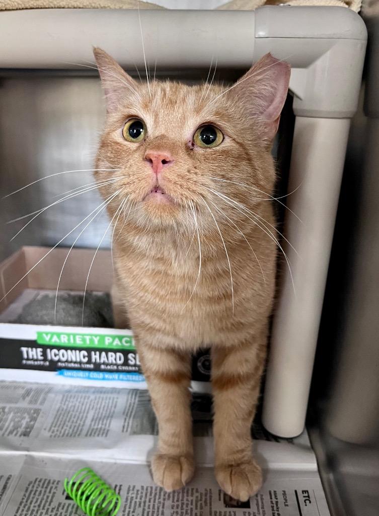 Enlarge Water Skis, a Adoptable mixed breed in Cincinnati, OH image 2/6