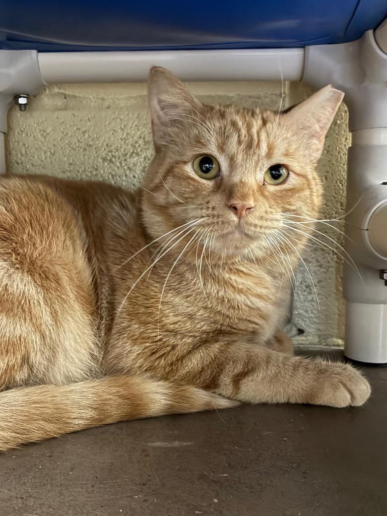 Enlarge Water Skis, a Adoptable mixed breed in Cincinnati, OH image 3/6