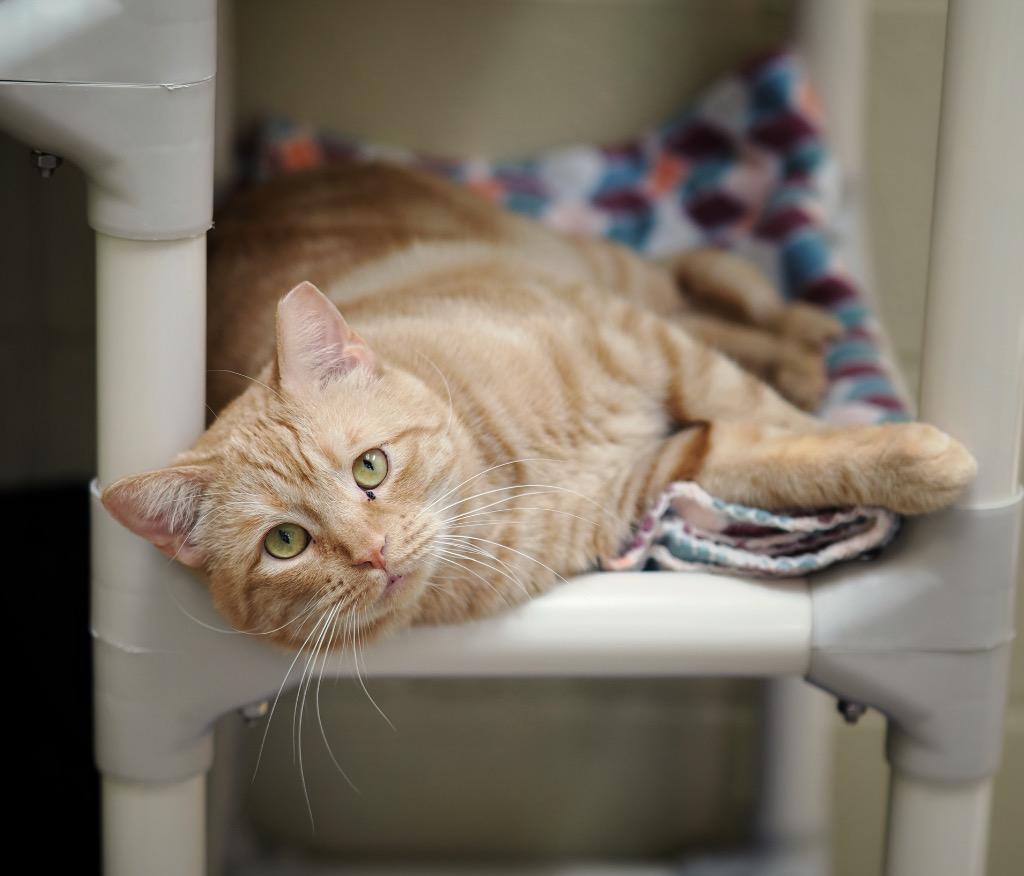 Enlarge Water Skis, a Adoptable mixed breed in Cincinnati, OH image 4/6