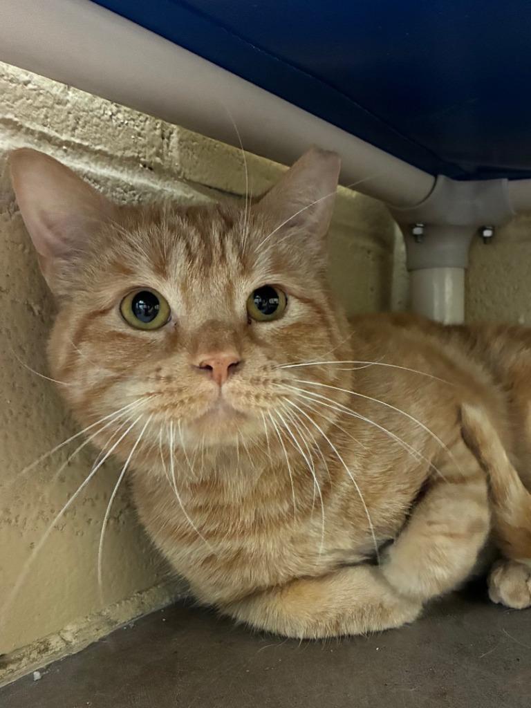 Enlarge Water Skis, a Adoptable mixed breed in Cincinnati, OH image 5/6