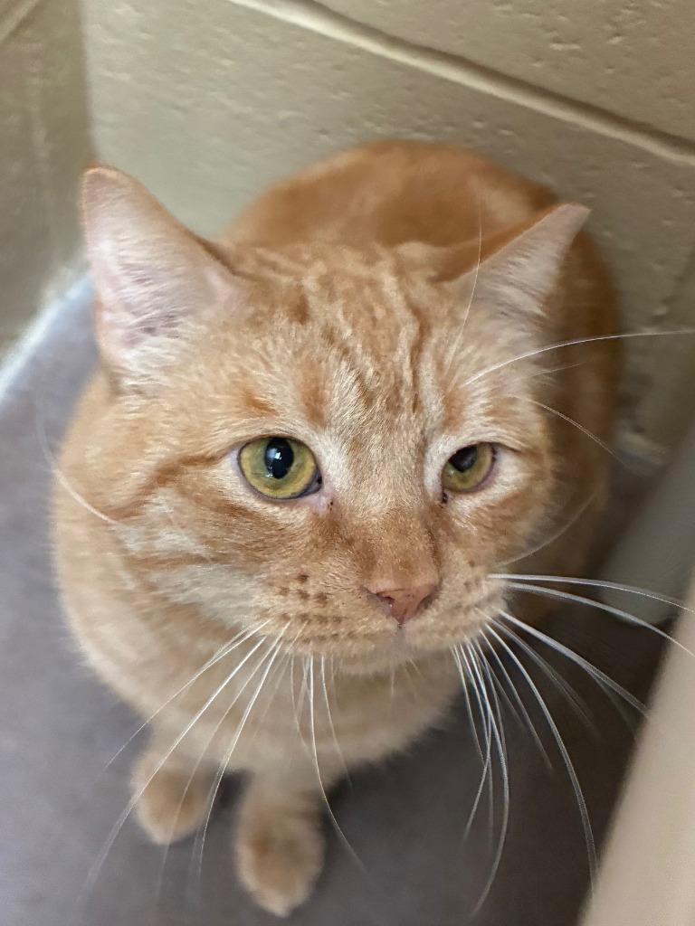 Enlarge Water Skis, a Adoptable mixed breed in Cincinnati, OH image 6/6