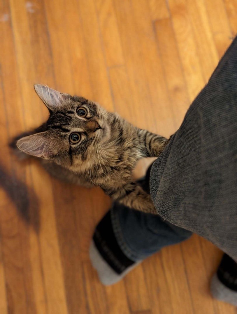 Marigold (adoptable w Lucille), a Adopted Domestic Medium Hair in Waseca, MN image 1/2