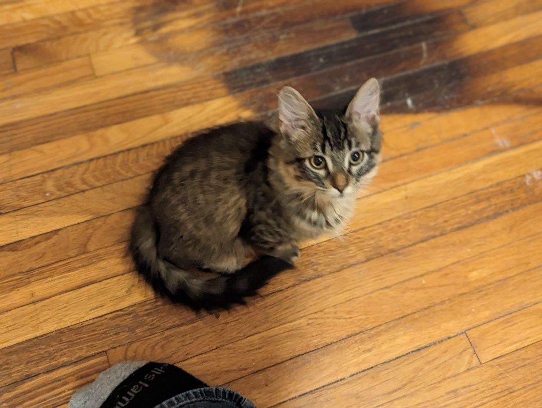 Marigold (adoptable w Lucille), a Adopted Domestic Medium Hair in Waseca, MN image 2/2