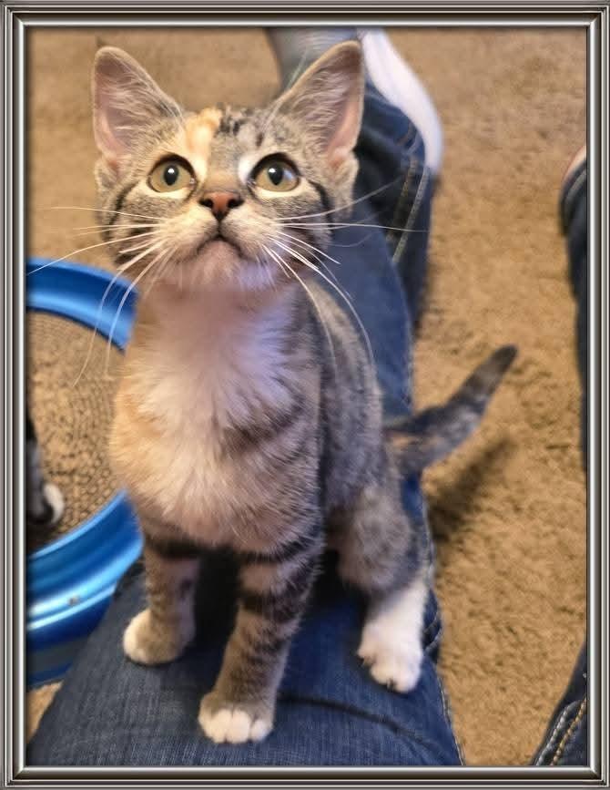 Enlarge Adeliade, a Adoptable mixed breed in Miami, OK image 1/3