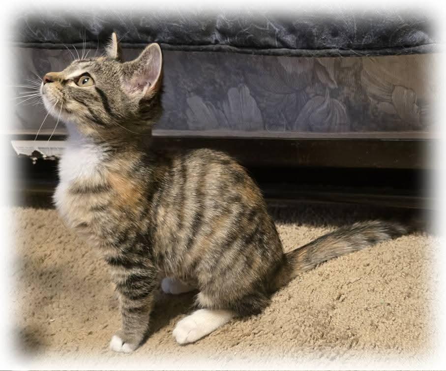Enlarge Adeliade, a Adoptable mixed breed in Miami, OK image 2/3