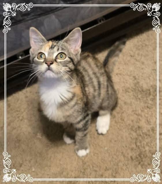 Enlarge Adeliade, a Adoptable mixed breed in Miami, OK image 3/3